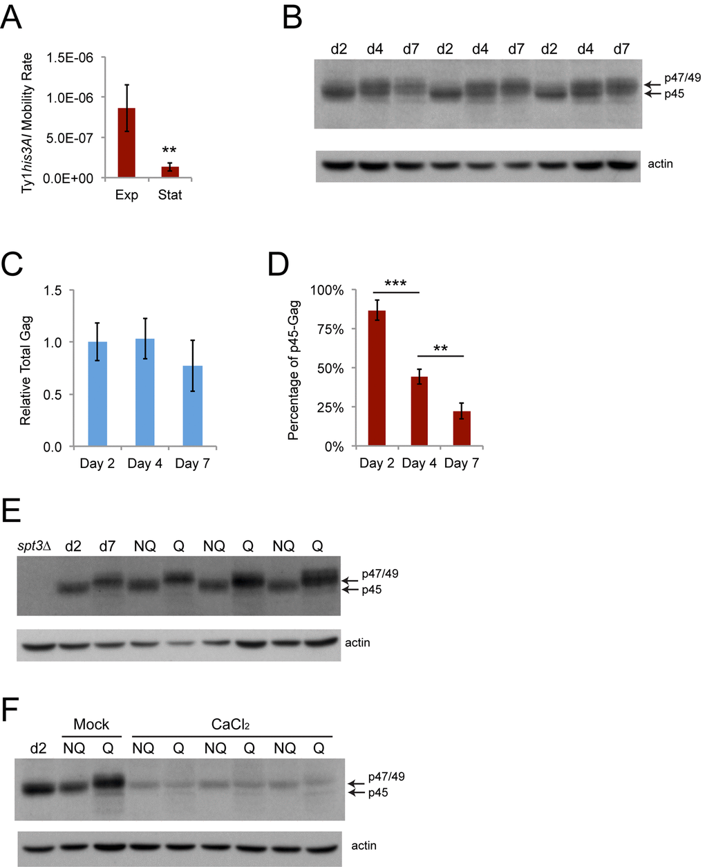 Ty1 retromobility and the proportion of mature p45-Gag decrease as cells transition to stationary phase. (A) His+ rates per cell generation for cells grown to mid-exponential (Exp, two days) or early stationary phase (Stat, four days). Data are for five trials. (B) Western blot probed with Gag antibody (upper panel) or reprobed with beta-actin antibody as a loading control (lower panel) for protein extracts prepared from cells grown for two days to exponential phase (d2), four days to early stationary phase (d4), or seven days to stationary phase (d7). Arrows indicate the migration of the different forms of Gag. (C) Quantification of Gag levels normalized to beta-actin in cells grown for the indicated number of days. Data are for three trials. (D) Quantification of the proportion of the total Gag signal that was comprised of p45 for cells grown for the indicated number of days for three trials. Data are from three trials. Horizontal bars indicate comparisons between days two and four or days four and seven. (E-F) Western blots for Gag and beta-actin as described for panel B for cell extracts prepared from exponential phase cells (d2, spt3∆), stationary phase cells (d7), or fractionated NQ and Q cells grown in YPD without (panel E and panel F Mock) or with (CaCl2) 100 mM calcium chloride. Graphs show mean values with standard deviation. Asterisks indicate significant differences as for Fig. 2.