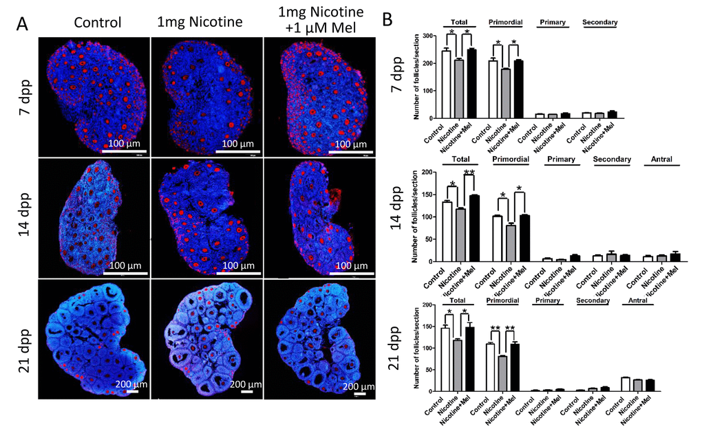 Melatonin preserves ovarian reserve in nicotine-exposed mice. (A) Representative IF for the germ cell marker Mvh in ovary tissue sections of control, intraperitoneally injected 1 mg /kg nicotine and intraperitoneally injected 1 mg /kg nicotine plus 1 μM melatonin mice after 7 dpp, 14 dpp and 21 dpp. (B) Quantification of the number of primordial, primary, secondary and antral follicles in control, intraperitoneally injected 1 mg /kg nicotine and intraperitoneally injected 1 mg /kg nicotine plus 1 μM melatonin mice ovaries after 7 dpp, 14 dpp and 21 dpp. All the experiments were repeated at least three times. * P 