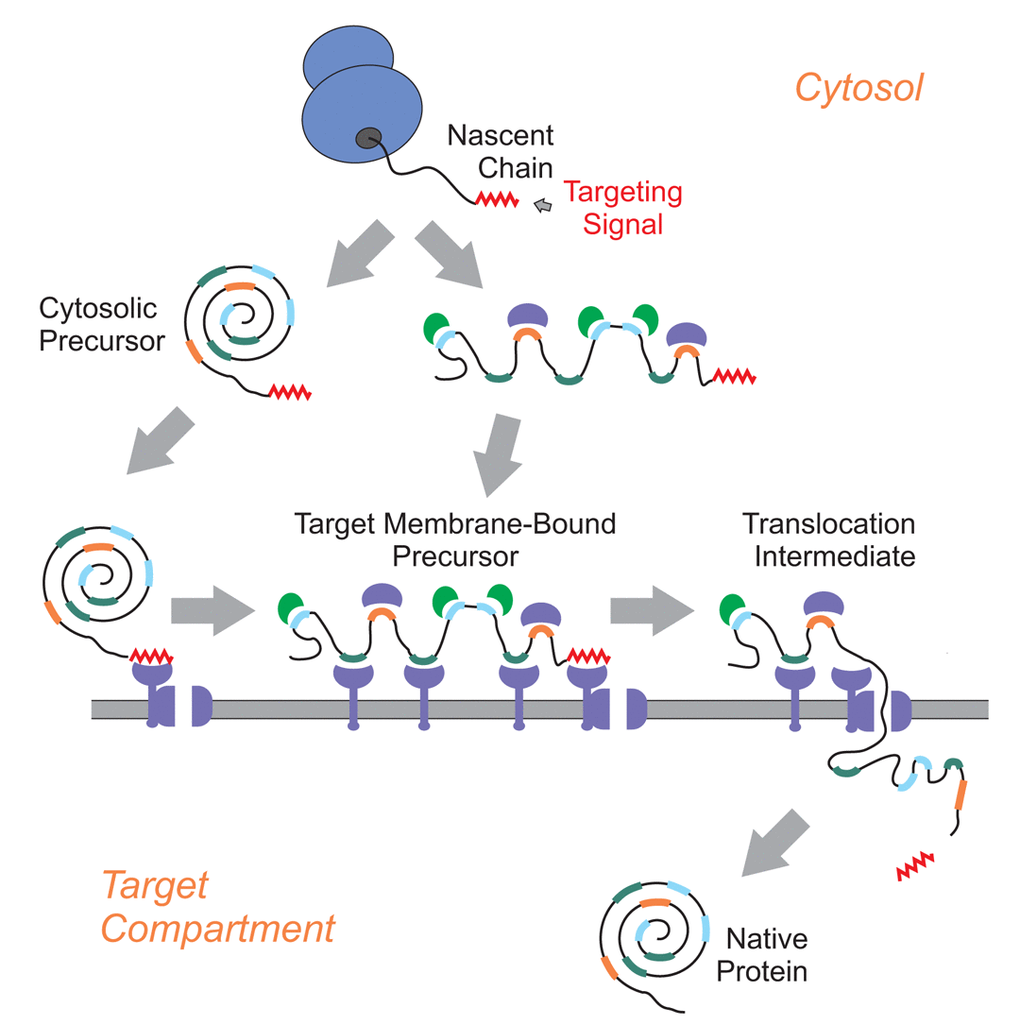 Accessory signals in protein translocation | Aging