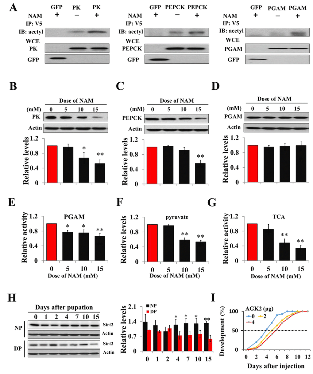 Acetylation negatively regulates PK, PEPCK protein levels and PGAM activity. (A) Acetylation analyses of PK, PGAM and PEPCK. GFP-PK-V5, GFP-PGAM-V5 or GFP-PEPCK-V5 plasmid was transfected into HzAm1 cells, followed by Sirt2 inhibitor NAM treatment. Protein acetylation was analyzed by immunoprecipitation (IP) and western blotting with anti-acetyl-lysine antibody. WCE: whole cell extracts. Changes in PK (B), PEPCK (C), and PGAM (D) protein levels in response to NAM treatment. (E) Changes in PGAM activity with NAM treatment. (F) Changes in pyruvate levels with NAM treatment. (G) Changes in TCA cycle activity with NAM treatment. HzAm1 cells were cultured in 0, 5, 10, and 15 mM NAM for 48 h. (H) Expression pattern of Sirt2 during pupal development. Protein extracts from the brains or cells were used for western blotting with the indicated antibodies. Protein bands were quantified using ImageJ software and normalized to the levels of H. armigera actin (5 μg). Pyruvate levels and enzyme activity was measured and normalized against total protein levels. DP, diapause-destined pupae; NP, nondiapause-destined pupae. (I) Developmental delay caused by AGK2 injection. Day-1 nondiapause-destined pupae were injected with 2 μg (n=60) or 4 μg (n=60) AGK2 or DMSO (n=60) as the control. Developmental delay was determined by examining the location of the pupal stemmata. Each point represents the means±S.D. of three independent replicates. *, p
