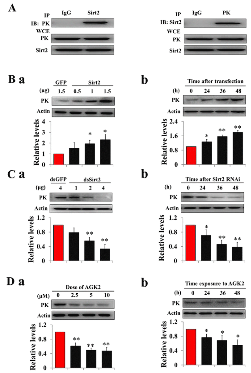 Sirt2 interacts with and increases PK protein levels. (A) Sirt2 physically interacts with PK. HzAm1 cells were co-transfected with GFP-Sirt2 and GFP-PK-V5 plasmid for 48 h, and then the cell extracts were immunoprecipitated (IP) with anti-V5 or anti-Sirt2 antibody, followed by immunoblotting (IB) with anti-Sirt2 or anti-V5 antibody, respectively. WCE: whole cell extracts. (B) Sirt2 transfection increases endogenous PK protein levels in vitro. (a) Dose-dependent response to Sirt2 transfection. HzAm1 cells were transfected with GFP-Sirt2 or GFP-V5 plasmid for 48 h. (b) Time-dependent response to Sirt2 transfection. HzAm1 cells were transfected with 1.5 μg Sirt2 plasmid. (C) Sirt2 knockdown decreases endogenous PK protein levels in vitro. (a) Dose-dependent response to Sirt2 RNAi. HzAm cells were transfected with Sirt2 dsRNA or GFP dsRNA for 48 h. (b) Time-dependent response to RNAi. HzAm1 cells were transfected with 4 μg Sirt2 dsRNA. (D) Effects of Sirt2 inhibitor AGK2 on PK protein levels. (a) Dose-dependent response to AGK2 treatment. HzAm1 cells were cultured with AGK2 for 48 h. (b) Time-dependent response to AGK2 treatment. HzAm cells were cultured with 10 μM AGK2. Proteins were extracted from the cells for immunoblotting with anti-PK antibody. Protein bands were quantified using ImageJ software and normalized to the levels of H. armigera actin (5 μg). Each point represents the means±S.D. of three independent replicates. *, p