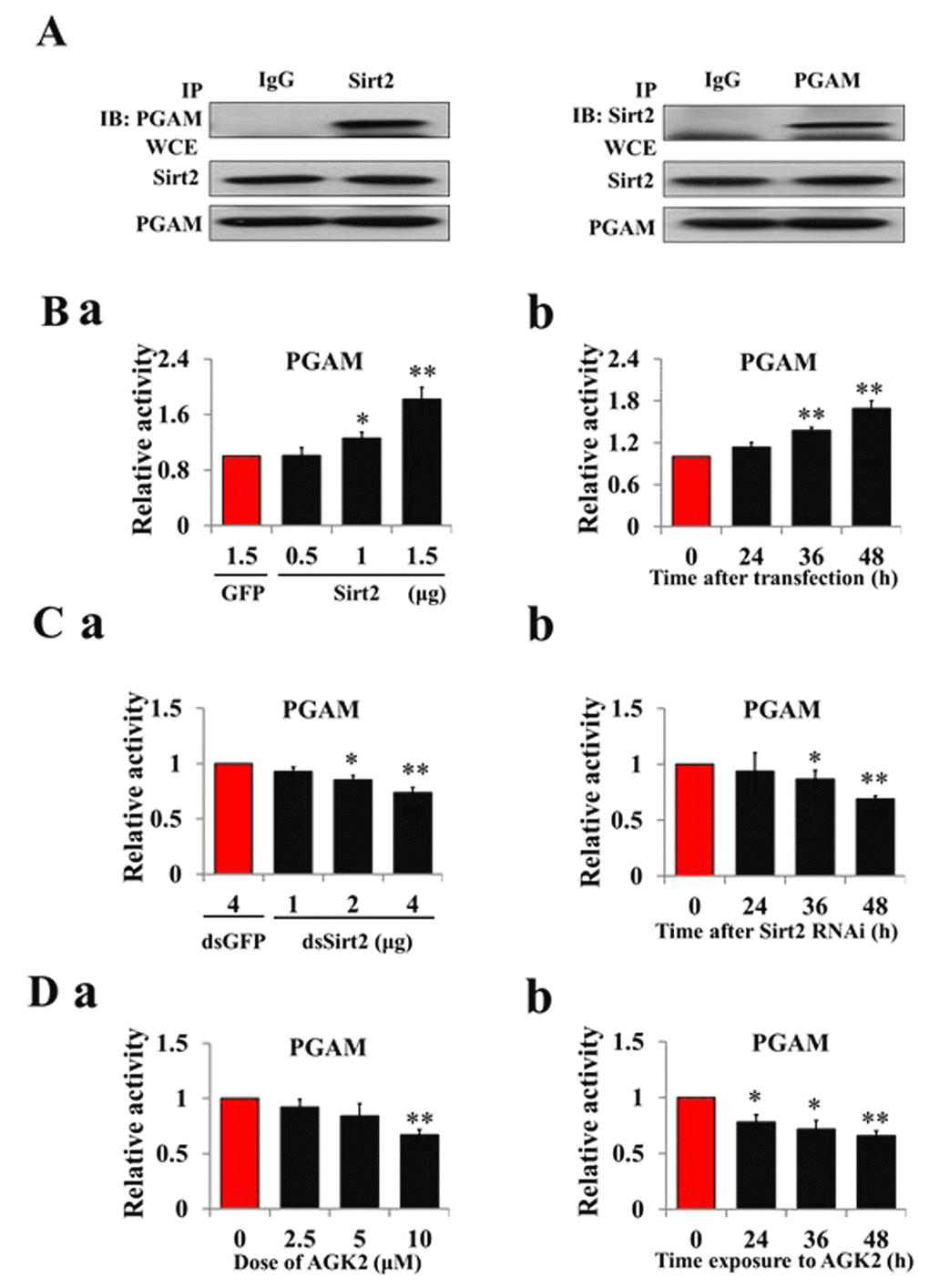 Sirt2 interacts with and increases PGAM activity. (A) Sirt2 physically associates with PGAM. HzAm1 cells were co-transfected with GFP-Sirt2 and GFP-PGAM-V5 plasmids for 48 h, and then the cell extracts were immunoprecipitated (IP) with anti-V5 or anti-Sirt2 antibody, followed by immunoblotting (IB) with an anti-Sirt2 or anti-V5 antibody, respectively. WCE: whole cell extracts. (B) Sirt2 overexpression increases PGAM activity in vitro. (a) Dose-dependent response to Sirt2 overexpression. HzAm1 cells were transfected with GFP-Sirt2 or GFP-V5 plasmid for 48 h. (b) Time-dependent response to Sirt2 transfection. HzAm1 cells were transfected with 1.5 μg GFP-Sirt2 plasmid. (C) Sirt2 knockdown decreases PGAM activity in vitro. (a) Dose-dependent response to Sirt2 RNAi. HzAm1 cells were transfected with Sirt2 dsRNA or GFP dsRNA for 48 h. (b) Time-dependent response to RNAi. HzAm1 cells were transfected with 4 μg Sirt2 dsRNA. (D) Effects of Sirt2 inhibitor AGK2 on PGAM activity. (a) Dose-dependent response to AGK2 treatment. HzAm1 cells were cultured with AGK2 for 48 h. (b) Time-dependent response to AGK2 treatment. HzAm1 cells were cultured with 10 μM AGK2. Enzyme activity was measured and normalized against total protein levels. Each point represents the means±S.D. of three independent replicates. *, p
