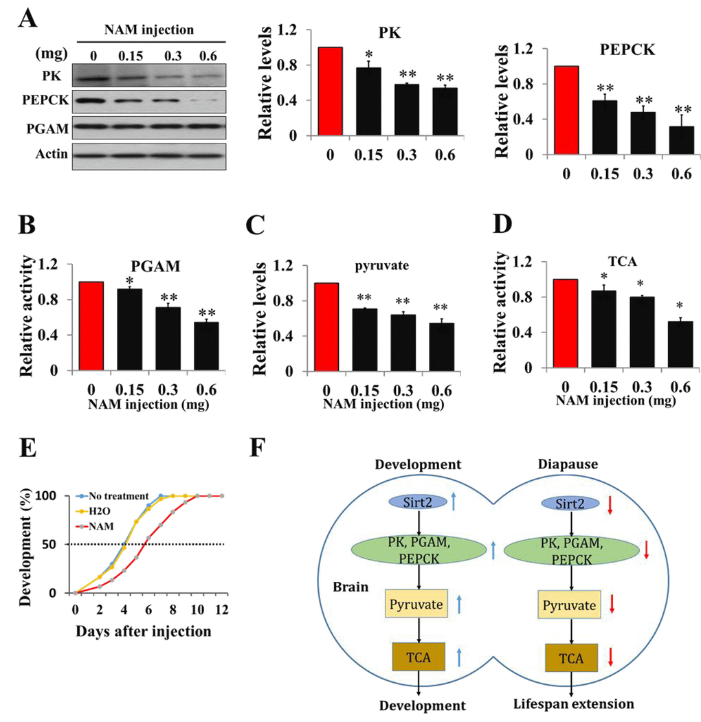 Acetylation negatively regulates pyruvate homeostasis to lifespan extension and a schematic of the regulation of development or diapause by Sirt2-mediated changes in metabolic activity. (A) Protein levels of PK, PEPCK, and PGAM in response to an injection of Sirt2 inhibitor NAM in vivo. Day-1 nondiapause-destined pupae were injected with NAM and the brains were dissected 48 h after injection. Proteins from pupal brains were extracted and detected with corresponding antibodies. Protein bands were quantified using ImageJ software and normalized to the levels of H. armigera actin (5 μg). (B) PGAM activity in response to an injection of NAM. (C) Changes of pyruvate levels in response to an injection of Sirt2 inhibitor NAM. (D) Changes of TCA cycle activity in response to an injection of inhibitor NAM. Day-1 nondiapause-destined pupae were injected with NAM and the brains were dissected 48 h after injection. Proteins from pupal brains were extracted. Pyruvate levels and enzymes activity was measured and normalized against total protein levels. (E) Developmental delay caused by NAM injection. Day-1 nondiapause-destined pupae were injected with NAM (0.6 mg). No treatment, n=60; H2O, n=60; NAM, n=60. Developmental delay was determined by examining the location of the pupal stemmata. Each point represents the means±S.D. of three independent replicates. *, pF) In nondiapause-destined pupal brain, high Sirt2 levels caused high levels of PK, PEPCK and high PGAM activity, which stimulated pyruvate generation, leading to high TCA cycle activity for development, whereas in diapause-destined individuals, low Sirt2 levels decreased the protein levels and activities of metabolic enzymes, resulting in reduced pyruvate synthesis, low metabolic activity, and induced development arrest.