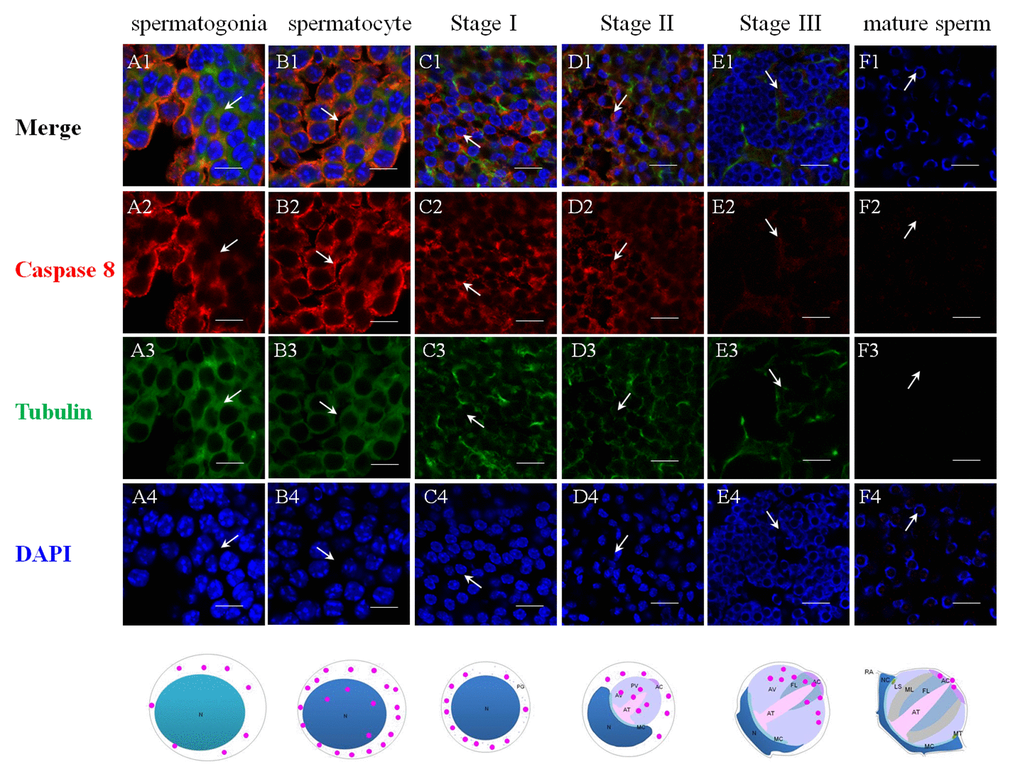 Immunolocalization of Es-Caspase 8 during spermatogenesis in E. sinensis. Red: Es-Caspase 8, Green: Tubulin, Blue: Nucleus. N: nucleus, PG: preacrosomal granule, PV: proacrosomal vesicle, AT: acrosome tube, AC: acrosome cap, AV: acrosome vesicle, FL: fibrous layer, ML: middle layer, LS: lamellar structure, MC: membrane complex, RA: radical arm, NC: nuclear cap, MT: mitochondria. (A1-A4) spermatogonia, (B1-B4) spermatocyte, (C1-C4) stage I spermatid, (D1-D4) stage II spermatid, (E1-E4) stage III spermatid, (F1-F4) mature sperm. Weak Es-Caspase 8 are expressed in the cytoplasm of spermatogonia. In spermatocyte, Es-Caspase 8 are enhanced, distributing in the cytoplasm. Signals transfer in one pole of cytoplasm in the next stage. In stage II and III spermatids, the upper half part of proacrosome present Es-Caspase 8 distribution. In mature sperm, Es-Caspase 8 was distributed in mature AC. Bars=20 um.
