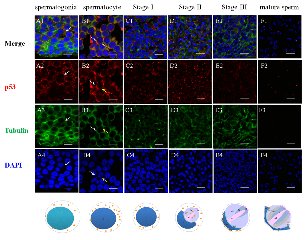 Immunolocalization of p53 during spermatogenesis in E. sinensis. Red: p53, Green: Tubulin, Blue: Nucleus. N: nucleus, PG: proacrosomal granule, PV: proacrosomal vesicle, AT: acrosome tube, AC: acrosome cap, AV: acrosome vesicle, FL: fibrous layer, ML: middle layer, LS: lamellar structure, MC: membrane complex, RA: radical arm, NC: nuclear cap, MT: mitochondria. (A1-A4) spermatogonia, (B1-B4) spermatocyte, (C1-C4) stage I spermatid, (D1-D4) stage II spermatid, (E1-E4) stage III spermatid, (F1-F4) mature sperm. The intensity of p53 in cytoplasm are enhanced from spermatogonia to spermatocyte. In stage II spermatids, signals are found in the proacrosome and partial cytoplasm. In the mature sperm, p53 are found around the rim of the cup-shaped nucleus. Bars=20 um.