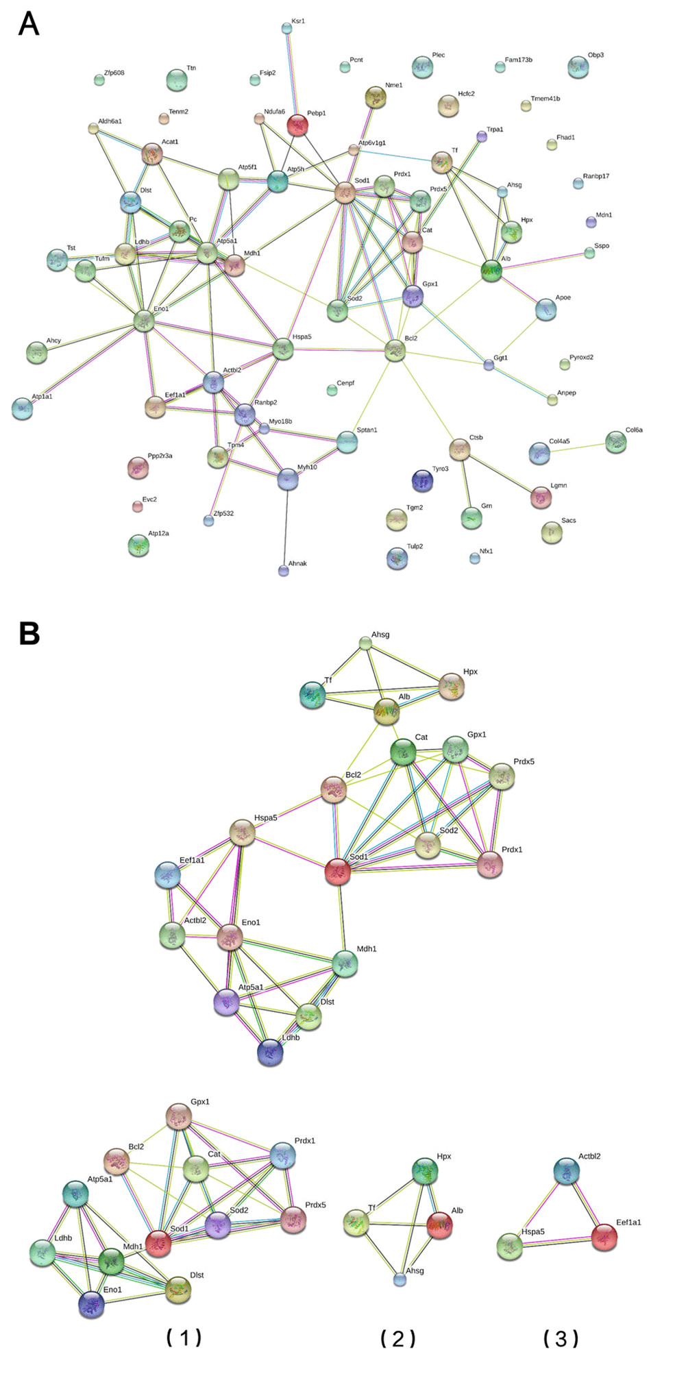 Module screening of a PPI network of DEPs. (A) Protein-protein interaction network of DEPs (STRING). (B) PPI network modules screened using the Molecular Complex Detection plug-in. Three PPI network modules were screened (1, 2 and 3).