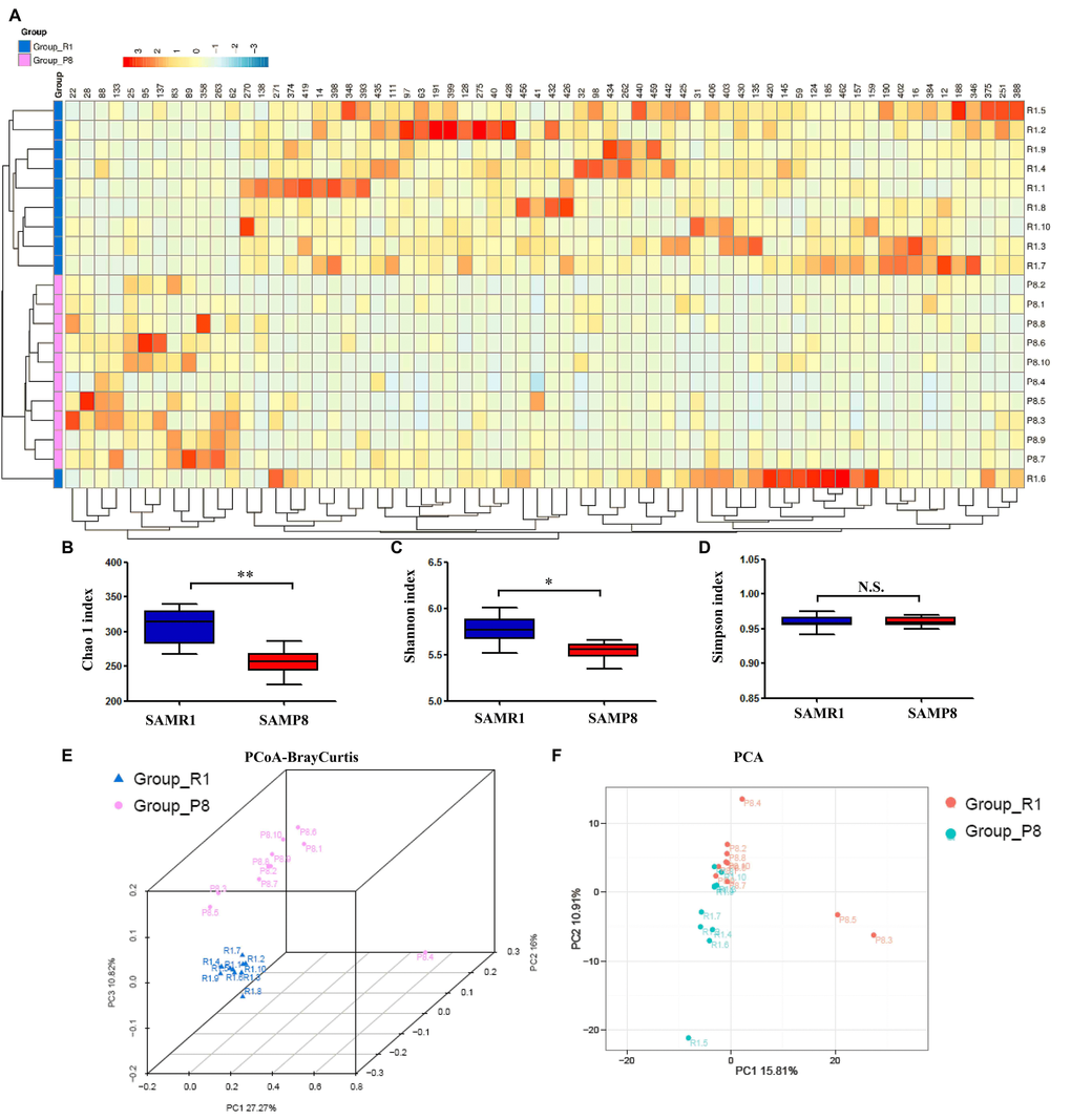 Differential profiles of the gut microbiota between SAMR1 and SAMP8 mice. (A) Heat map of differential levels of bacteria between the groups. (B) Chao 1 index (t-test, P C) Shannon index (t-test, P D) Simpson index (t-test, P > 0.05). (E) PCoA analysis of gut bacteria data (Bray–Curtis dissimilarity). (F) PCA analysis of gut bacteria data. α-diversity data are shown as mean ± SEM (n = 10). PCA: principal component analysis; PCoA: principal coordinates analysis. *P P 