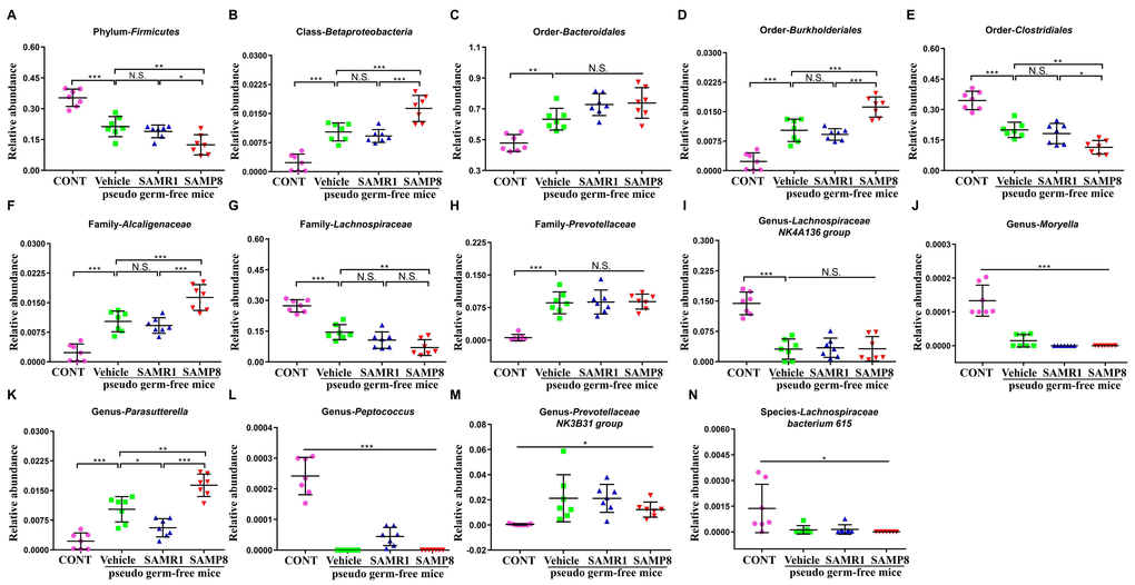 Effects of fecal microbiota transplant on levels of gut microbiota in pseudo germ-free mice. (A) Phylum Firmicutes (One-way ANOVA; F3,24 = 34.61, P B) Class Betaproteobacteria (One-way ANOVA; F3,24 = 37.98, P C) Order Bacteroidales (One-way ANOVA; F3,24 = 17.77, P D) Order Burkholderiales (One-way ANOVA; F3,24 = 41.43, P E) Order Clostridiales (One-way ANOVA; F3,24 = 36.92, P F) Family Alcaligenaceae (One-way ANOVA; F3,24 = 34.95, P G) Family Lachnospiraceae (One-way ANOVA; F3,24 = 40.75, P H) Family Prevotellaceae (One-way ANOVA; F3,24 = 26.69, P I) Genus Lachnospiraceae NK4A136 group (One-way ANOVA; F3,24 = 30.02, P J) Genus Moryella (Fisher’s exact test; P K) Genus Parasutterella (One-way ANOVA; F3,24 = 37.64, P L) Genus Peptococcus (Fisher’s exact test; P M) Genus Prevotellaceae NK3B31 group (Fisher’s exact test; P N) Species Lachnospiraceae bacterium 615 (Fisher’s exact test; P 