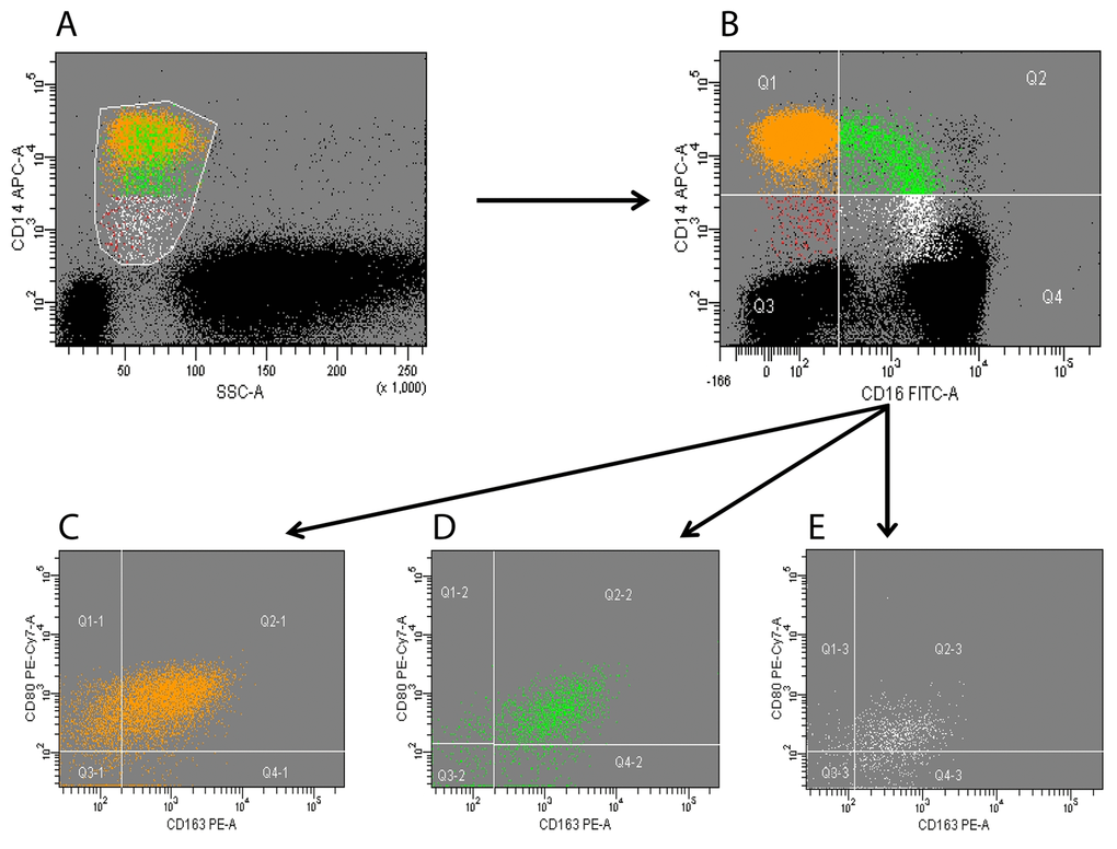 Flow cytometry analysis of circulating monocytes. Peripheral blood mononuclear cells (PBMCs) were collected and analyzed; monocytes were identified according to side scatter and CD14 profile (panel A). CD14+ cells (total monocytes) were subsequently separated according to CD16 expression into classical (orange), intermediate (green) and non-classical (white) subsets (panel B). Expression of CD80 and CD163 was analyzed on each of the three subsets (panels C-E). Black dots in panels A-B represent CD14-negative PBMCs (i.e. lymphocytes and granulocytes). A minimum of 200,000 PBMCs were acquired for each sample. The figure is representative of a single experiment.