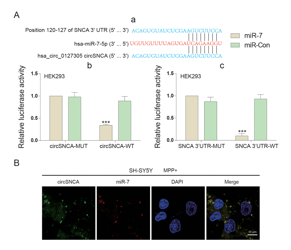 The target relationship among circSNCA, miR-7 and SNCA mRNA of PD. (A) (a) 3’-UTR region of SNCA mRNA and hsa