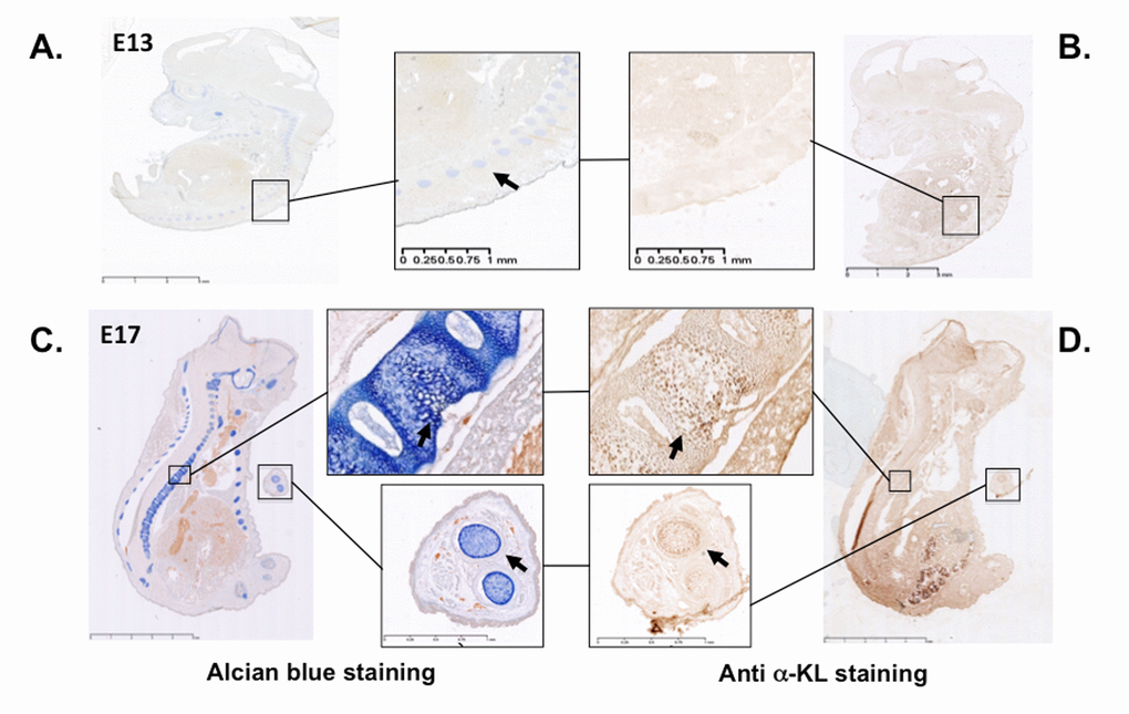 α-Klotho expression in mouse embryos during cartilage formation. Serial sections of E13 and E17 mouse embryos were stained with Alcian blue to detect cartilage (A and C) or with an anti- pan α-Klotho antibody (B and D). Arrows are showing cartilaginous tissues expressing also α-Klotho.