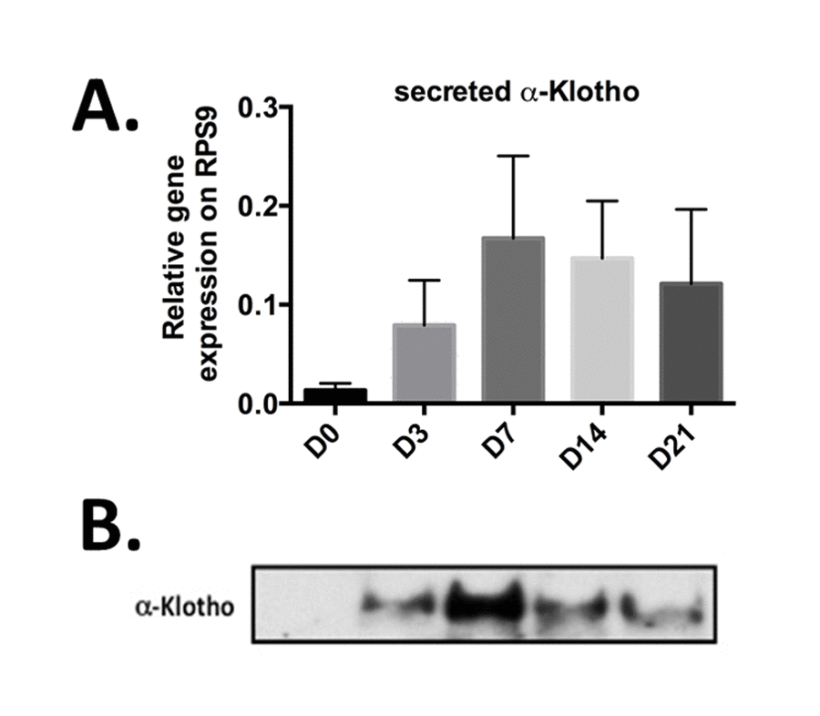 Secreted α-Klotho expression during in vitro chondrogenesis. TGFβ3-driven chondrogenic differentiation of BM-MSCs (osteochondral progenitors) in micropellet culture (n=3). Expression analysis of secreted α-KL (A) by RT-qPCR (gene expression level relative to that of RPS9) at different time points during BM-MSC differentiation into chondrocytes. (B) α-Klotho protein expression detectable below 65kDa marker by western blotting in conditioned medium from BM-MSCs in micromass culture at the different time points during chondrogenesis. Data are represented as mean -/+ SEM.