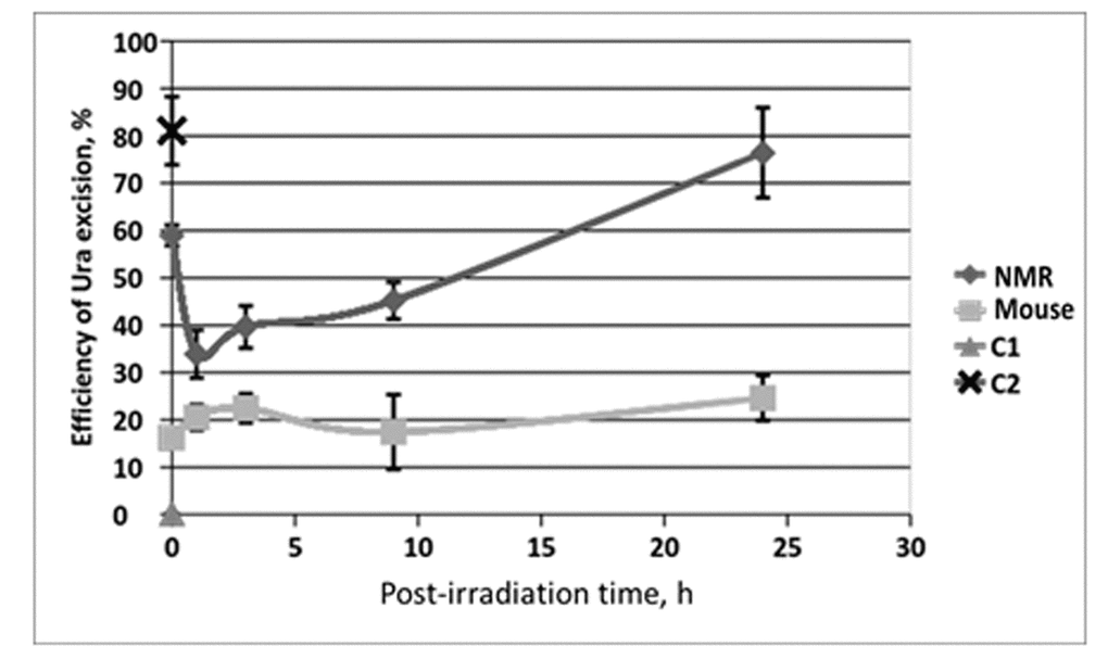 The efficiency of uracil excision from DNA by extracts from NMR and mouse cells with different post-irradiation time. Reaction mixtures contained 100 nM 5'-[32P] 32-mer U-DNA, 50 mM Tris-HCl (pH 8.0), 40 mM NaCl, 10 mM EDTA, 1 mM DTT, 0.1 mg/ml BSA and 0.5 mg/ml of cell extract proteins. The reaction mixtures were incubated at 370C for 10 min. C1 – control reaction mixture contained only U-DNA. C2 – control reaction mixture corresponds to U-DNA incubated with excess of E. coli UDG. Then reaction mixtures were treated and analyzed as described in the section “Uracil excision activity of cell extracts”. Efficiency of Ura removal is determined as percent of cleaved Ura containing DNA chain.