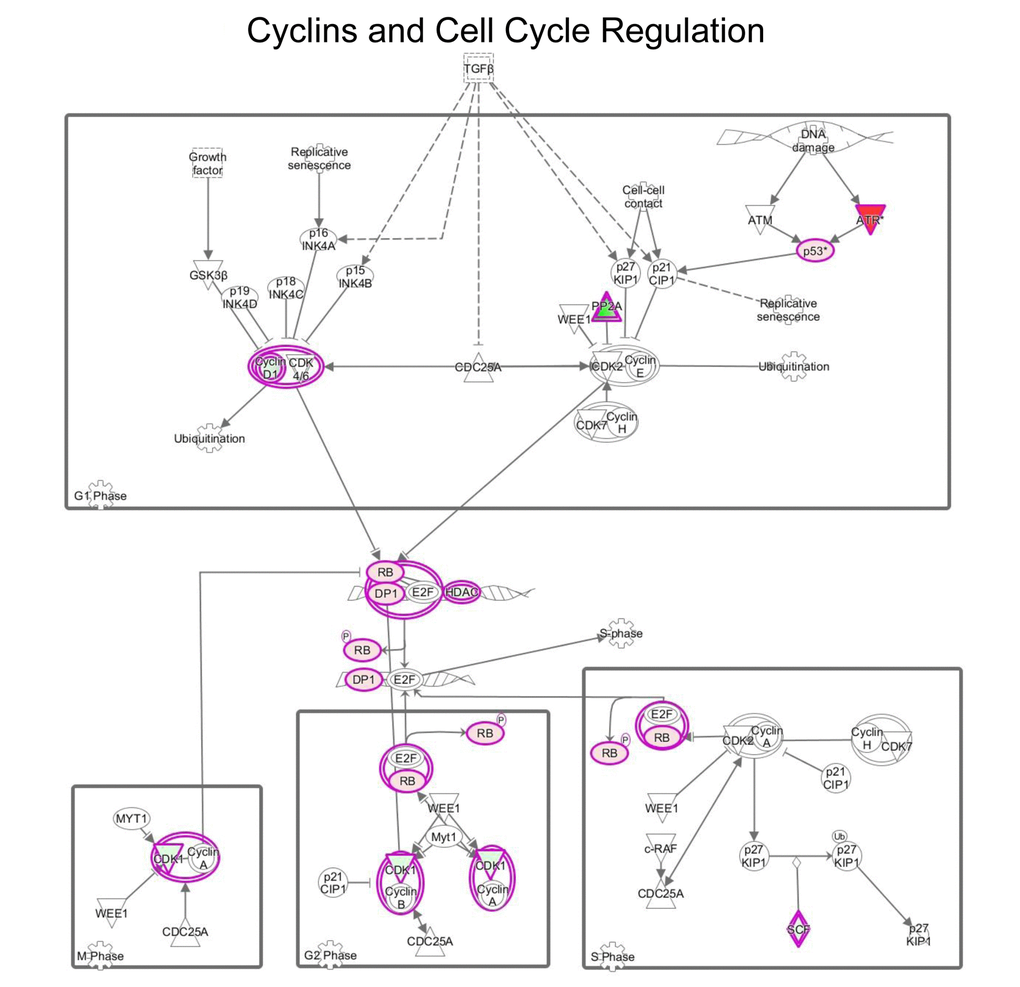 MGT treatment affects cell cycle regulation in MCF7 cells. Schematic representation of cell cycle regulation upon treatment with green tea. Proteins down-regulated (in green) or up-regulated (in red) are shown.