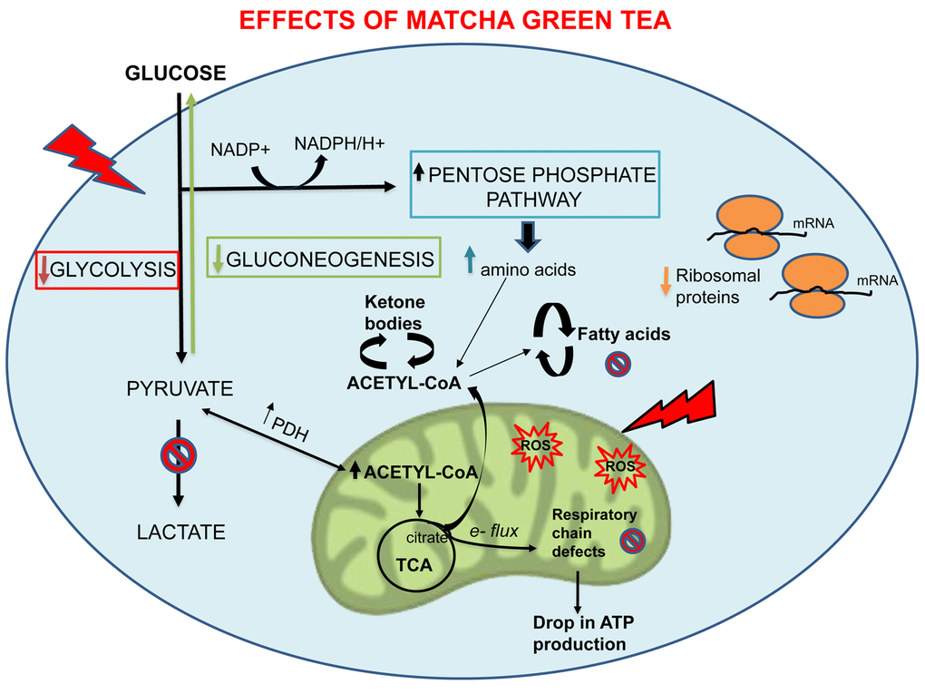 Overview of the metabolic and cellular processes affected by MGT. Note that MGT treatment inhibits cellular metabolism (glycolysis, mitochondrial respiration, fatty acid synthesis) with a likely compensatory increase in fatty acid breakdown.