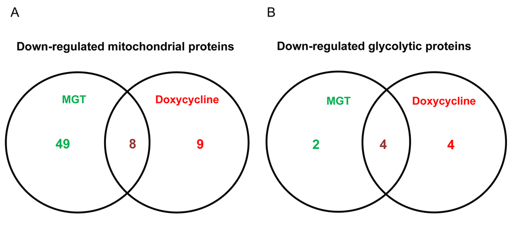 Venn diagram of proteomics data of MGT-treated MCF7 cells versus doxycycline-treated MCF7 cells. Proteomic analysis validates the metabolic effects of MGT on breast cancer cells. (A) Venn diagram of mitochondrial down-regulated proteins in MGT-treated cells versus doxycycline-treated cells. Note that, among the mitochondrial down-regulated proteins by the two treatments, eight are commonly down-regulated. (B) Venn diagram of glycolytic down-regulated proteins in MGT-treated cells versus doxycycline-treated cells. Note that the two different treatments down-regulated several glycolytic proteins and four of those were in common among the two.