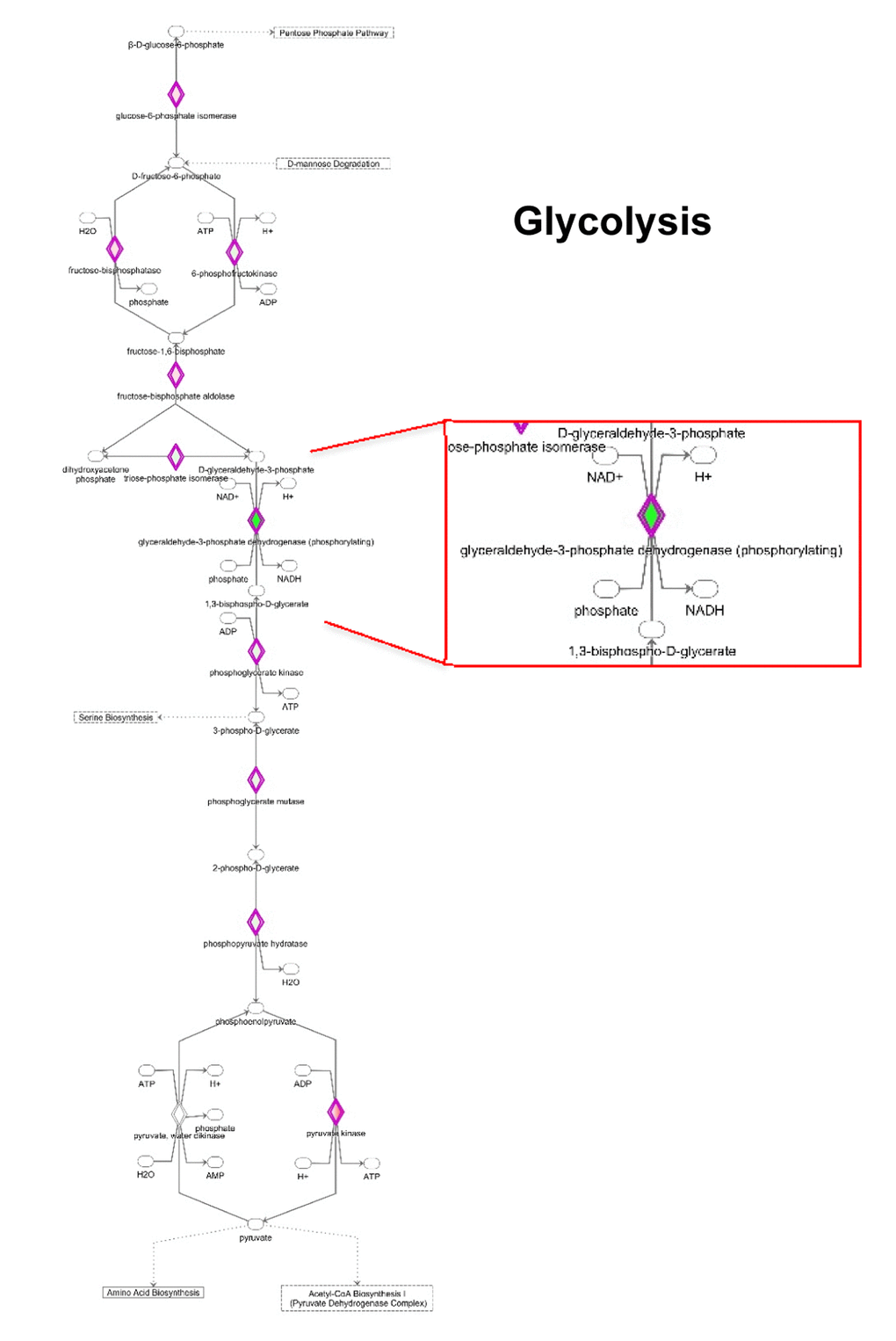 Modifications in the expression of glycolytic enzymes. Schematic representation of glucose metabolism upon MGT treatment. Green tea exposure causes an evident impairment of glycolytic pathway. Proteins down-regulated (in green) or up-regulated (in red) are shown.