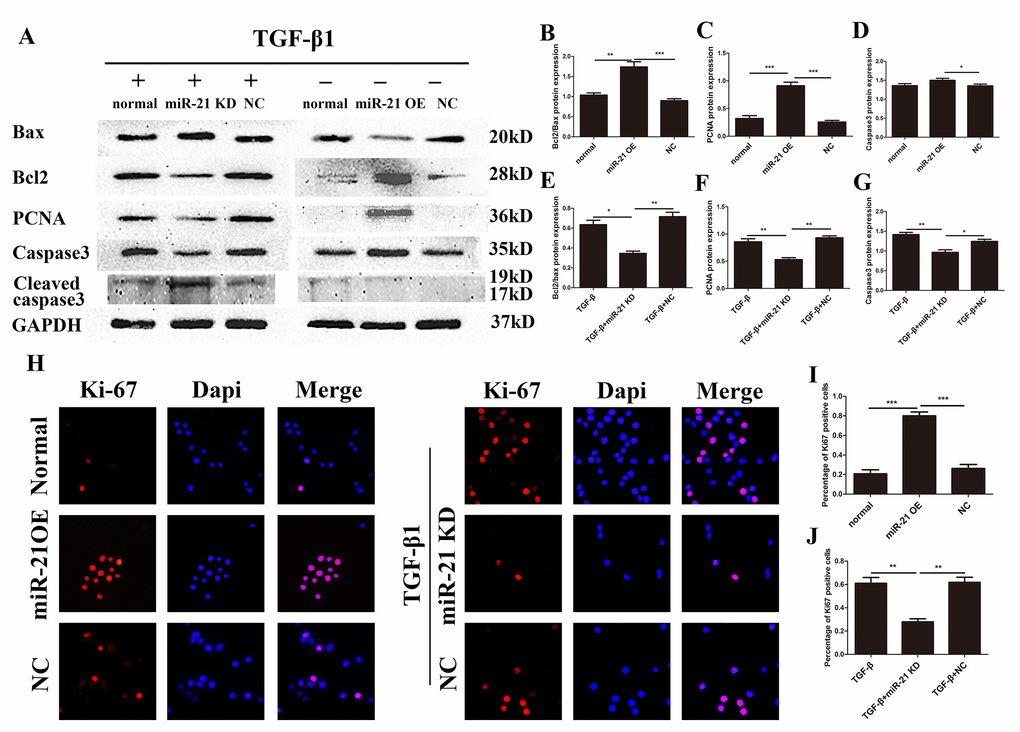 miR-21 regulates the proliferation and apoptosis of astrocytes. Western blot and immunofluorescence of cells divided into two groups: one treated with PBS alone, and transfected with miR-21 OE or NC; and a second treated with TGF-β1 alone in combination with transfection of miR-21 KD or NC. (A) Bax, Bcl2, PCNA, caspase 3, cleaved caspase 3, and GAPDH were examined by western blot (n = 5). (B–G) Results were analyzed by ImageJ. (H) Ki-67 was examined with immunofluorescence. (I-J) The results of immunofluorescence were analyzed by imageJ and SPSS. Data are expressed as mean ± SD. *P 