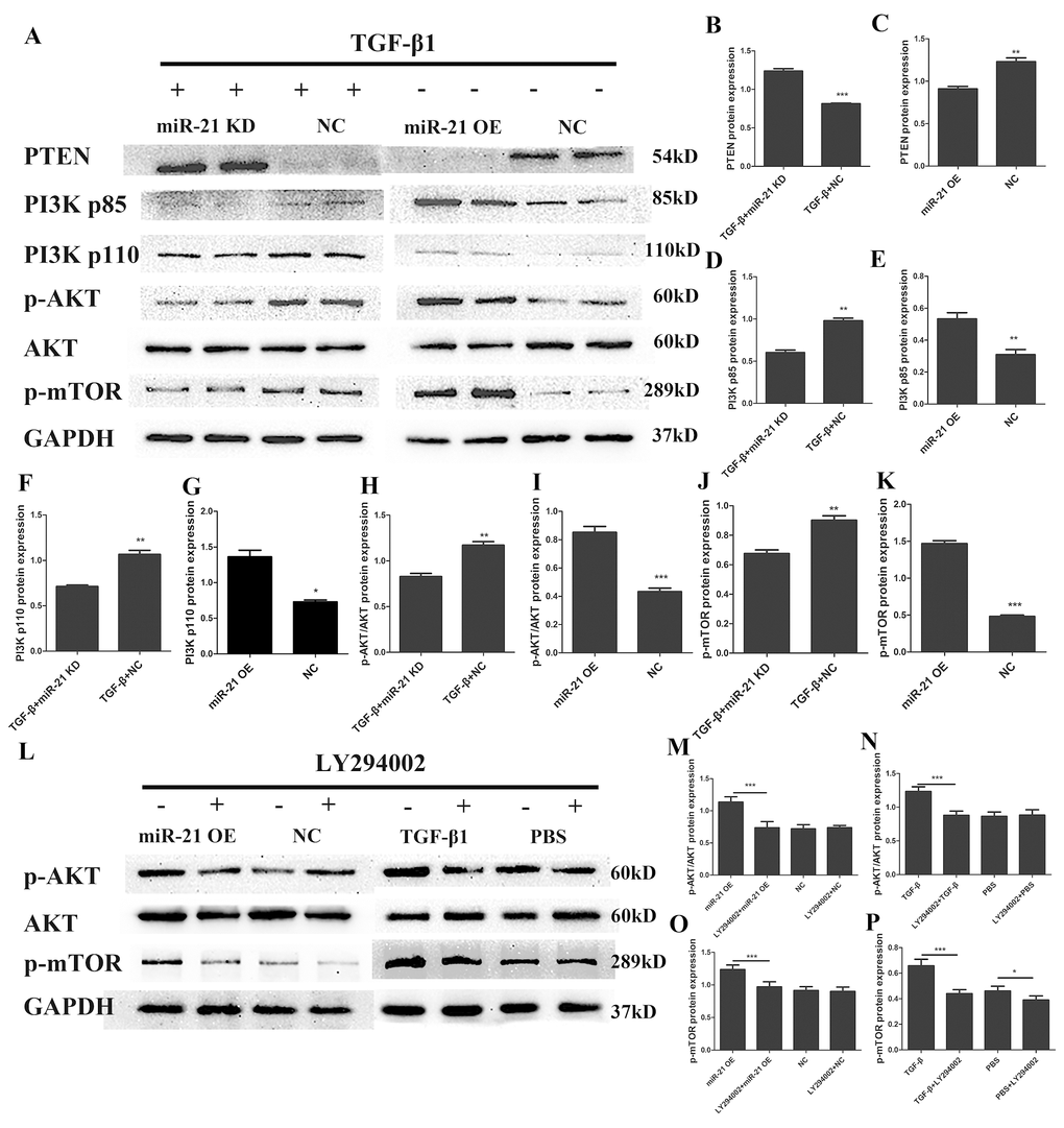 miR-21 regulates astrogliosis through the PI3K/Akt/mTOR signaling pathway. Western blot was performed to examine changes in the expression of key proteins in the PI3K/Akt/mTOR signaling pathway; an Akt signaling inhibitor was used to confirm results. Two groups were examined: one treated with TGF-β1 in addition to transfection with miR-21 KD or NC, and a second transfected with miR-21 OE or NC alone. (A) PTEN, PI3K, p-Akt, Akt, p-mTOR, GAPDH were examined (n = 5). (B–K) Results were analyzed by ImageJ and SPSS. Data are expressed as mean ± SD. *P L) Two groups were analyzed: one transfected with miR-21 OE or NC with or without LY294002; and a second treated with TGF-β1 or PBS with or without LY294002. p-Akt, Akt, p-mTOR and GAPDH were examined by western blot (n=5). (M–P) Results were analyzed by ImageJ and SPSS. Data are expressed as mean ± SD. *P 