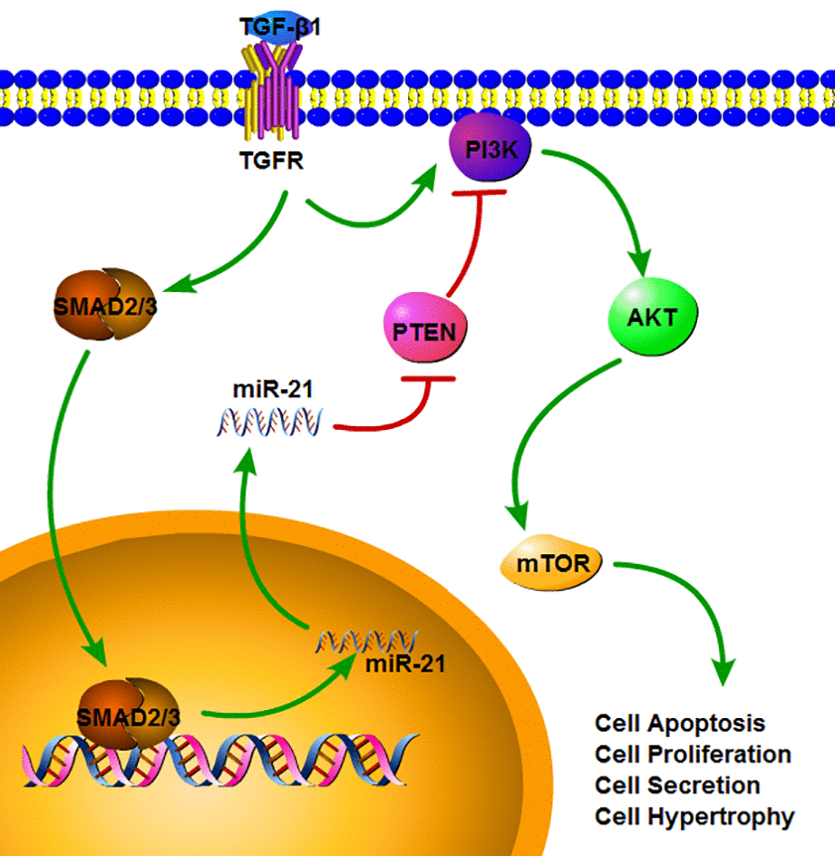 The signaling pathway which miR-21 can regulate multiple functions in astrocytes. TGF-β1 can up-regulate the miR-21 level through binding to TGF-β receptor and SMADs signaling. SMAD2/3 can translocate into nucleus and promote the transcription and maturation of miR-21. After the miR-21 come into the cytoplasm, it can activate the PI3K/Akt/mTOR signaling through inhibiting the PTEN expression. Also TGF-β1 can activate the PI3K/Akt/mTOR signaling, but this can be regulated by miR-21.