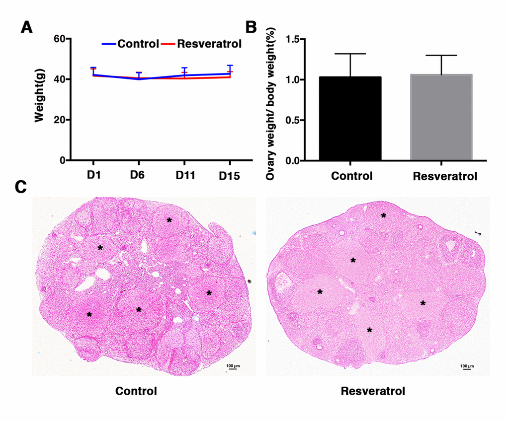 (A) Ovary weight of control and resveratrol-treated group at day 1, 6, 11 and 15 after treatment. For each time point, at least 30 mice of each group were used for analysis. Data are expressed as mean ± SEM of at least 6 independent experiments. (B) Ovary weight to body weight ratio of control and resveratrol-treated group at day 15 after treatment. At least 30 mice of each group were used for analysis. Data are expressed as mean ± SEM of at least 6 independent experiments. (C) Representative ovarian histology of control and resveratrol-treated group: 48 h after PMSG injection, hCG was administrated and ovaries were collected 24 h later for histological analysis. Black asterisks indicate corpus luteum. Scale bar: 100 μm.