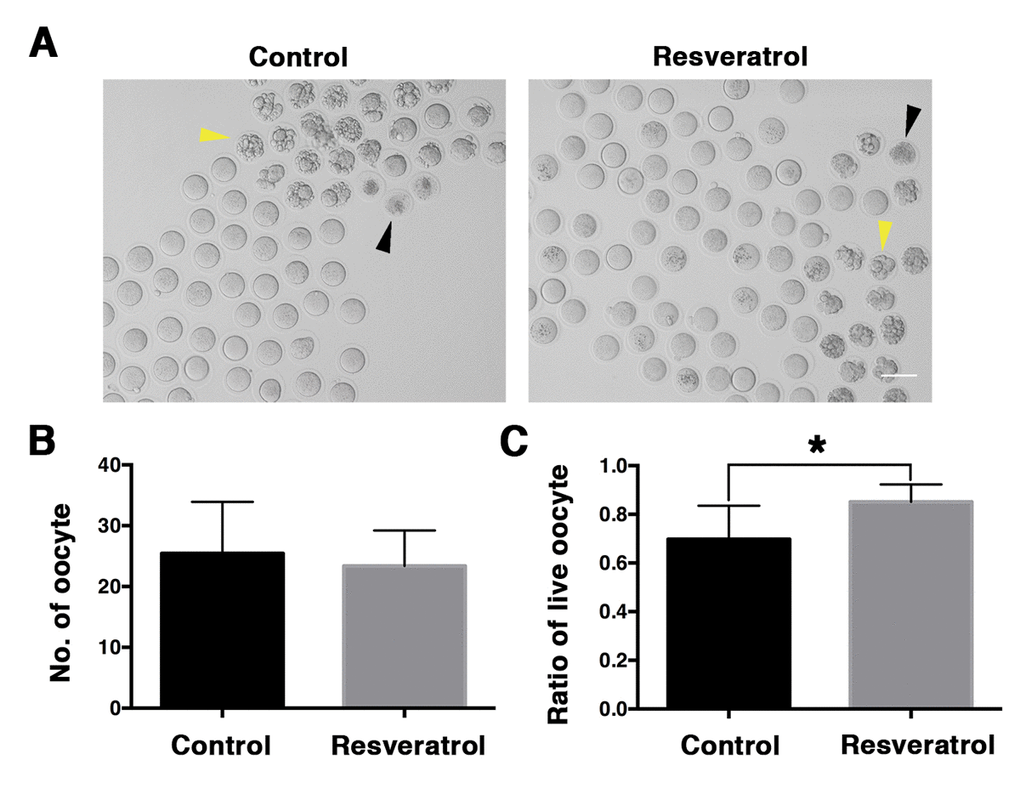 Morphological evaluation of aging MII oocytes derived from control and resveratrol-treated mice in vivo. (A) Microscopy images of aging MII oocytes from control and resveratrol-treated mice in vivo. Yellow and black arrowheads indicate apoptotic and death oocytes, respectively. (B) The number of aging MII oocytes from control and resveratrol-treated groups. Data are expressed as mean ± SEM of at least 5 independent experiments. (C) The ratio of live oocytes in control and resveratrol-treated groups. Data are expressed as mean ± SEM of at least 5 independent experiments. *Significantly different (P 