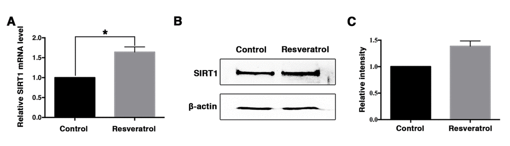 The expression of SIRT1 in aging MII oocytes derived from control and resveratrol-treated mice in vivo. (A) The expression of SIRT1 mRNA detected by quantitative RT-PCR. Error bar denotes SEM of three experiments. (B) Western blot detection of SIRT protein levels in aging MII oocytes from control and resveratrol-treated mice. (C) Quantitative analysis of gray intensity in control and resveratrol-treated groups.