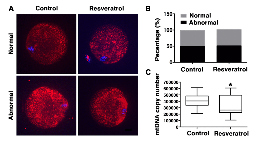 Analysis of mitochondrial distribution and mtDNA copy number in MII oocytes during aging in vivo. (A) Confocal microscopy images of normal and abnormal mitochondrial distribution patterns in oocytes recovered from control and resveratrol-treated mice. Mitochondrial distribution patterns were detected using Mito Tracker Red. DNA was counterstained with Hoechst (blue). Scale bar: 10 μm. (B) Percentages of the normal and abnormal distribution patterns in control or resveratrol-treated oocytes, respectively. (C) The average copy number of mitochondrial DNA in control and resveratrol-treated oocytes. Data are expressed as mean ± SEM of at least 3 independent experiments. *Significantly different (P 