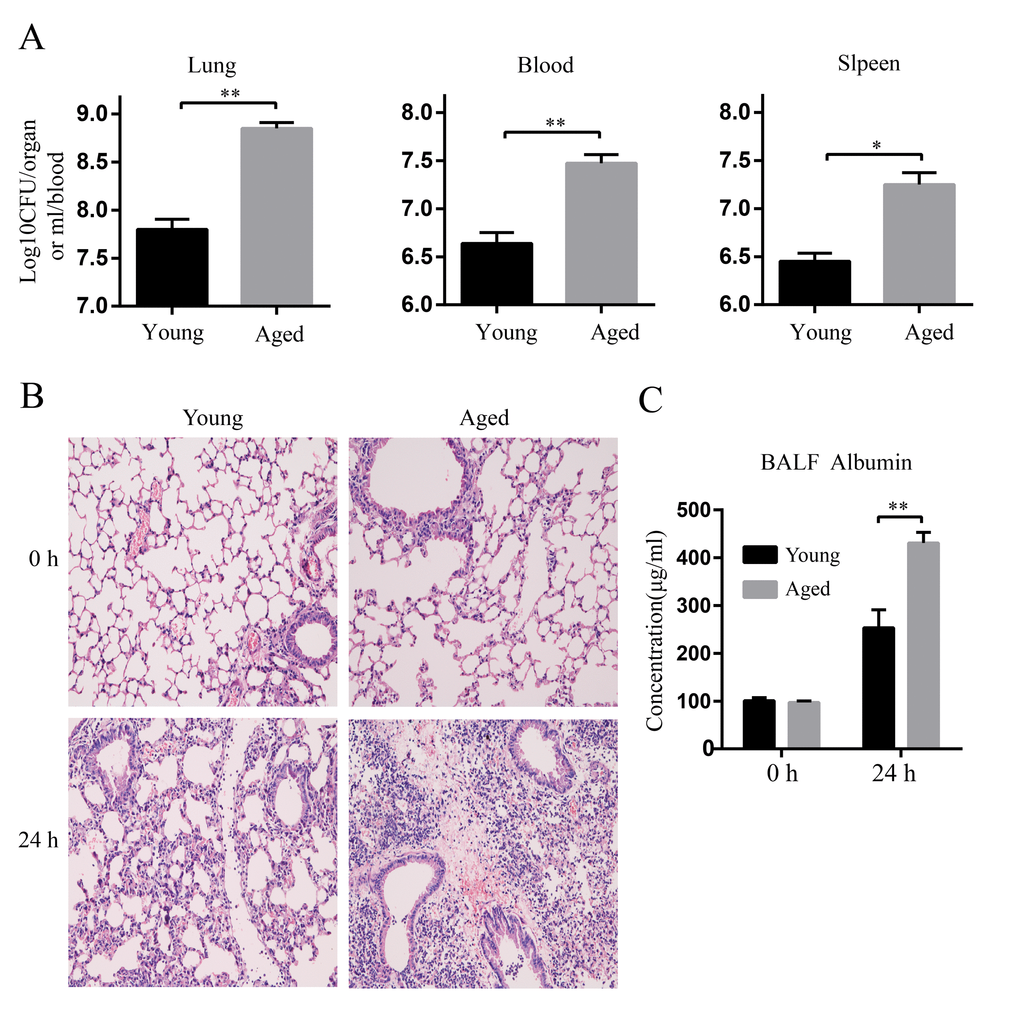 Increased bacterial burdens and lung damage after A. baumannii infection in aged mice. Young and aged mice were infected intratracheally with 5×106 CFU of LAC-4 and the lung, blood, and spleen were collected at 0 h and 24 hpi. (A) Bacterial burdens in the lung, blood, and spleen of young and aged mice at 24 hpi were counted on TSA plates. (B) Lung histopathology of young and aged mice were observed at 0 h and 24 hpi (magnification=200×). (C) Serum albumin levels in BALF of young and aged mice were determined by ELISA. Data are presented as mean ± SEM of five mice per condition and represent one of 2 independent experiments. Statistical analyses were performed by Student’s t test. *, P P 