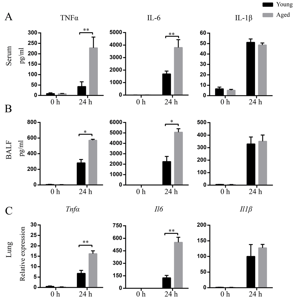Enhanced levels of cytokines after A. baumannii infection in aged mice. Young and aged mice were infected intratracheally with 5×106 CFU of LAC-4. At 0 h and 24 hpi, serum and BALF were collected and mRNA was isolated from lungs. TNFα, IL-6, and IL-1β levels in serum (A) and BALF (B) were detected by ELISA. (C) TNFα, IL-6, and IL-1β mRNA expression in lungs were detected by real-time PCR. Data are presented as mean ± SEM of five mice per condition and represent one of 2 independent experiments. Statistical analyses were performed by Student’s t test. *, P P 