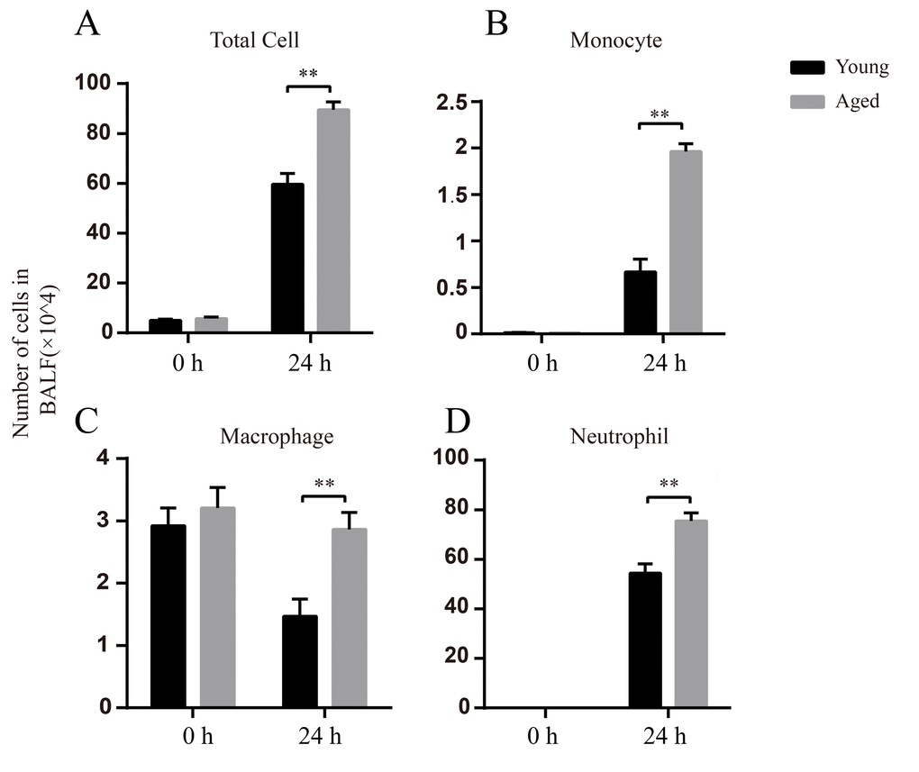 Elevated numbers of inflammatory cells after A.baumannii infection in aged mice. Young and aged mice were infected intratracheally with 5×106 CFU LAC-4 and BALF were collected at 0 h and 24 hpi. Number of total cells (A), monocytes (B), macrophages (C), and neutrophils (D) in BALF of young and aged mice were determined. Data are presented as mean ± SEM of five mice per condition and represent one of 2 independent experiments. Statistical analyses were performed by Student’s t test. **, P 