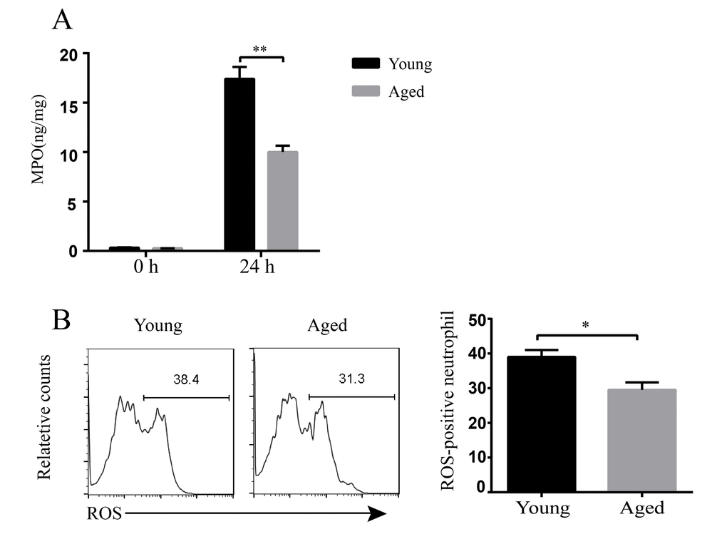 Bactericidal ability of inflammatory cells in young and aged mice. Young and aged mice were infected intratracheally with 5 × 106 CFU of LAC-4. (A) MPO levels in the lung homogenate supernatants at 0 h and 24 hpi were detected by ELISA. (B) ROS production in neutrophils (CD11b+ Ly6G+ cells) in BALF at 24 hpi was stained by a ROS detection reagent (carboxy-H2DCFDA) and assessed by flow cytometry. Data are presented as mean ± SEM of four or five mice per condition and represent one of 2 independent experiments. Statistical analyses were performed by Student’s t test. *, PP