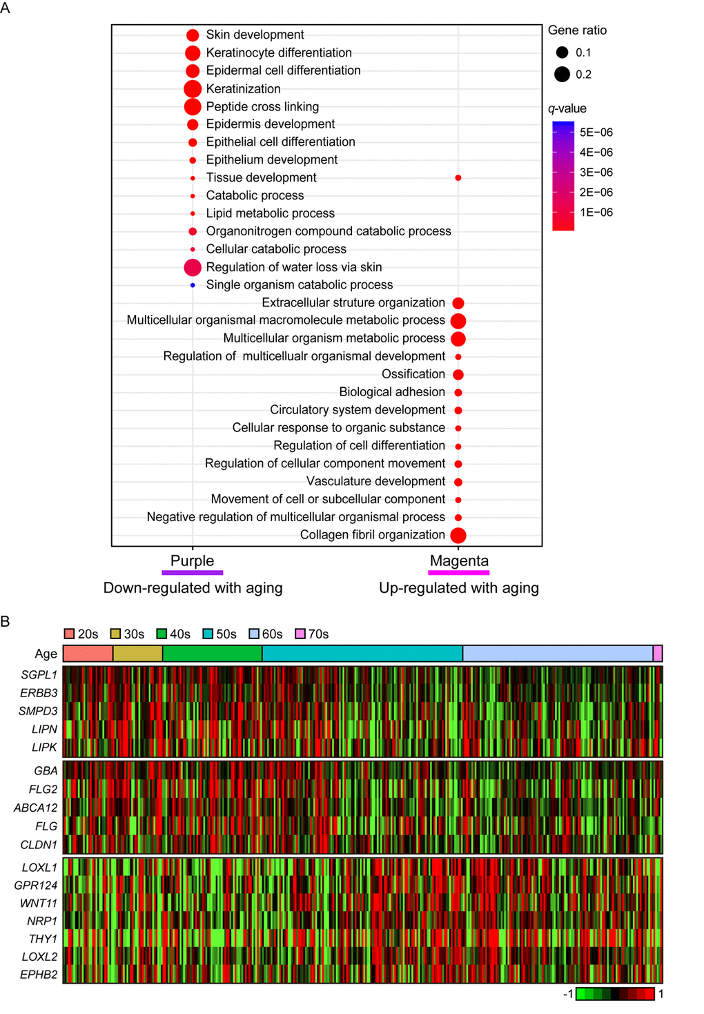 The gene expression alterations that are specific to lower leg. (A) Pathway enrichment analysis of purple and magenta modules. Top 15 the most enriched pathways were used. (B) Heatmap displays the gene expression changes with aging involved in lipid metabolism (top), water loss regulation via skin (middle), and vasculature development (bottom) in lower leg.