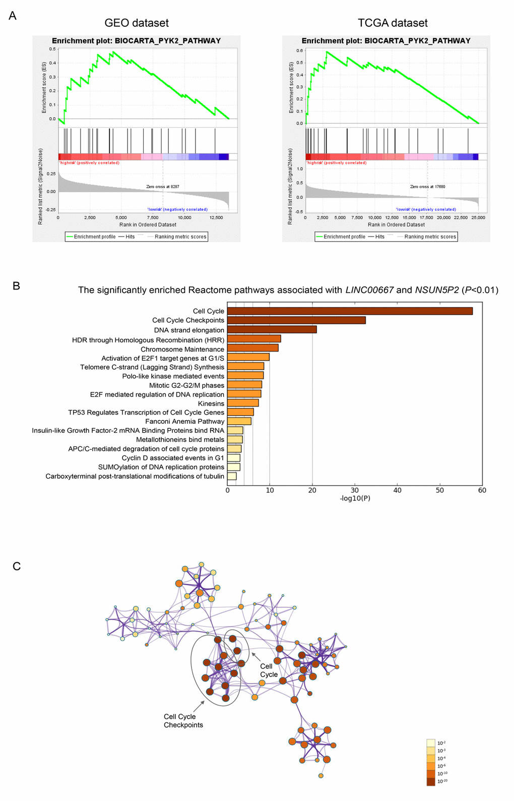Gene enrichment analysis of the lncRNA-signature. (A) Gene set enrichment analysis in high-risk patients. Pathway PYK2 was significantly enriched in GEO (A) and TCGA (B) database simultaneously. (B) The bar chart of the significantly enriched pathways of the co-expressed genes of LINC00667 and NSUN5P2 (PC) Correction network of the significant pathway clusters (listed in panel B) visualized in Cytoscape. Each cluster was made up of the the best enriched Reactome pathways within the threshold of Kappa-statistical similarity (0.3). Each node represented one enriched term and was colored by P value. In the figure, the top 2 enriched pathways and the clusters they belonged to were marked.