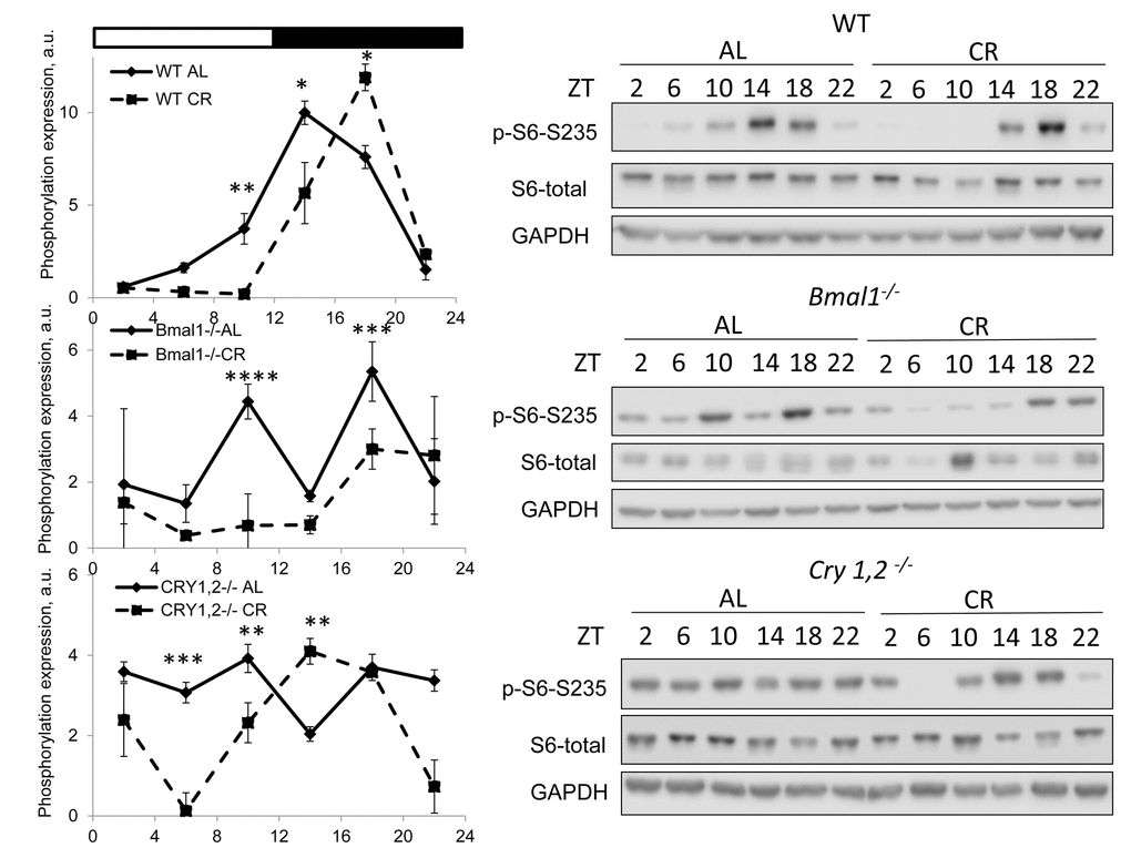 CR affects TORC1 activity across the day independently from BMAL1 and CRYs. Activity of mTORC1 in the liver of mice on AL and CR diets was assayed through phosphorylation of ribosomal protein S6 on Ser235/236. Representative WBs and quantification of diurnal rhythms in phosphorylation of S6 in wild type mice (upper panels), Bmal1-/- mice (middle panels) and Cry1,2-/- mice (lower panels). (AL) – black diamonds, black solid line, 30% caloric restriction (CR) – black squares and solid black lines. Two-way repeated ANOVA were used for statistical analysis, * - statistically significant difference (p
