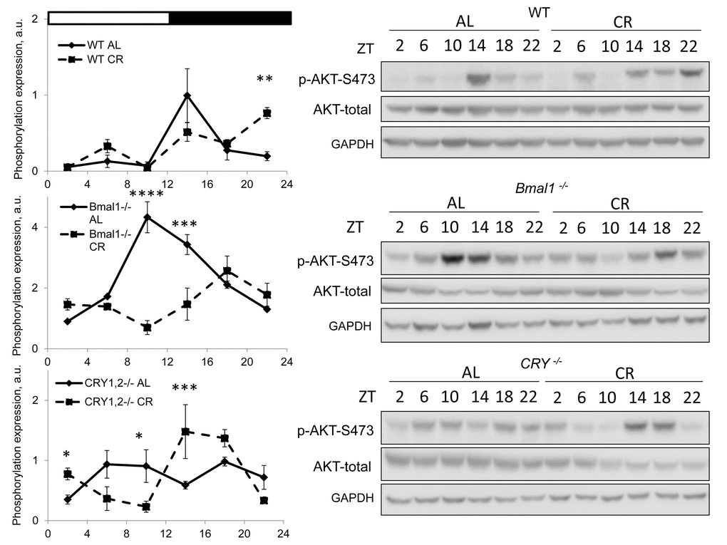 CR effect on TORC2 activity is time of the day and BMAL1 dependent. Activity of mTORC2 in the liver of mice on AL and CR diets was assayed through phosphorylation of AKT on S473. Representative WBs and quantification of diurnal rhythms in phosphorylation of AKT in wild type mice (upper panels), Bmal1-/- mice (middle panels) and Cry1,2-/- mice (lower panels). (AL) – black diamonds, black solid line, 30% caloric restriction (CR) – black squares and dashed black lines. Two-way repeated ANOVA were used for statistical analysis, * - statistically significant difference (p