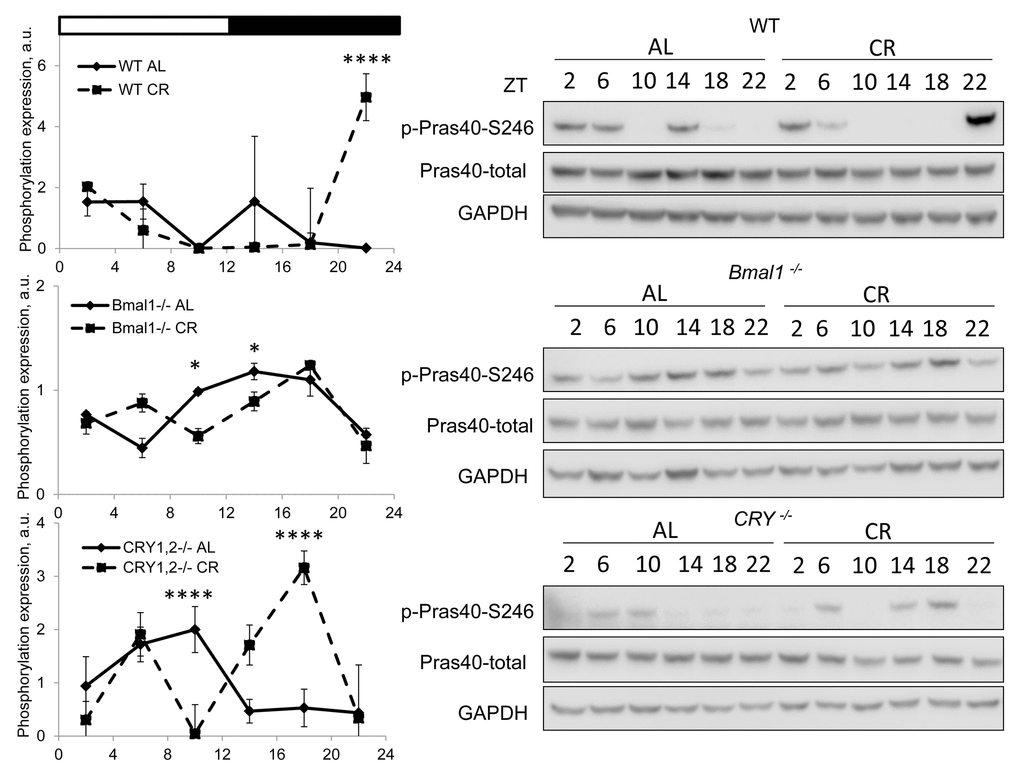 CR effect on AKT activity is time of the day and BMAL1 dependent. Activity of AKT in the liver of mice on AL and CR diets was assayed through phosphorylation of PRAS on S246. Representative WBs and quantification of diurnal rhythms in phosphorylation of PRAS in wild type mice (upper panels), Bmal1-/- mice (middle panels) and Cry1,2-/- mice (lower panels). (AL) – black diamonds, black solid line, 30% caloric restriction (CR) – black squares and dashed black lines. Two-way repeated ANOVA was used for statistical analysis, * - statistically significant difference (p