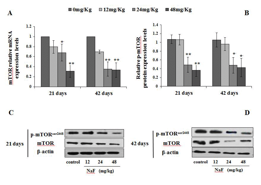 Changes of mRNA and protein expression levels of p-mTOR in the spleen at 21 and 42 days of the experiment. (A) The relative mRNA expression levels. (B) The relative protein expression levels. (C, D) The western blot assay. Data are presented with the mean + standard deviation (n=8), *p p 