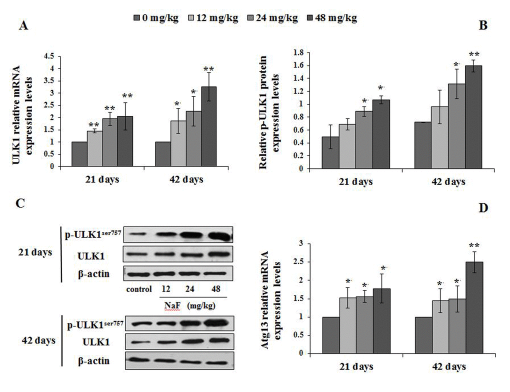 Changes of ULK1 mRNA and protein expression levels and Atg13 mRNA levels in the spleen at 21 and 42 days of the experiment. (A) The relative mRNA expression levels of ULK1. (B) The relative protein expression levels of ULK1. (C) The western blot assay of ULK1. (D) The relative mRNA expression levels of Atg13. Data are presented with the mean + standard deviation (n=8), *p p 