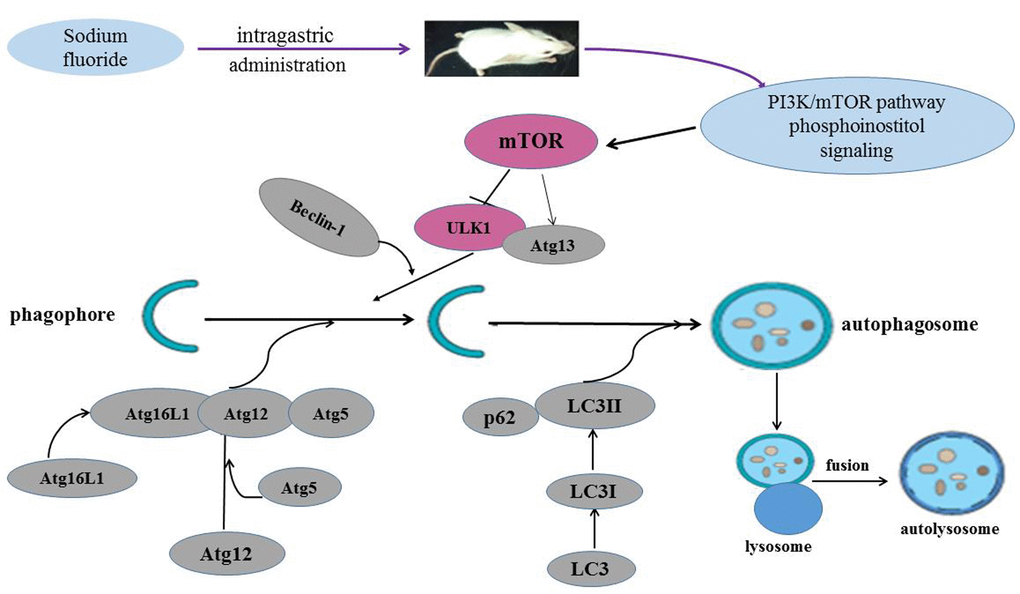 Sodium fluoride induces autophagy in mammalian mice spleen. NaF can induce the splenocyte autophagy by inhibiting the PI3K and mTOR activity, which in turn enhanced ULK1 and Atg13 expression levels, and then increased LC3, Beclin1, Atg16L1, Atg12, Atg5 expression levels, and reduced p62 expression level.