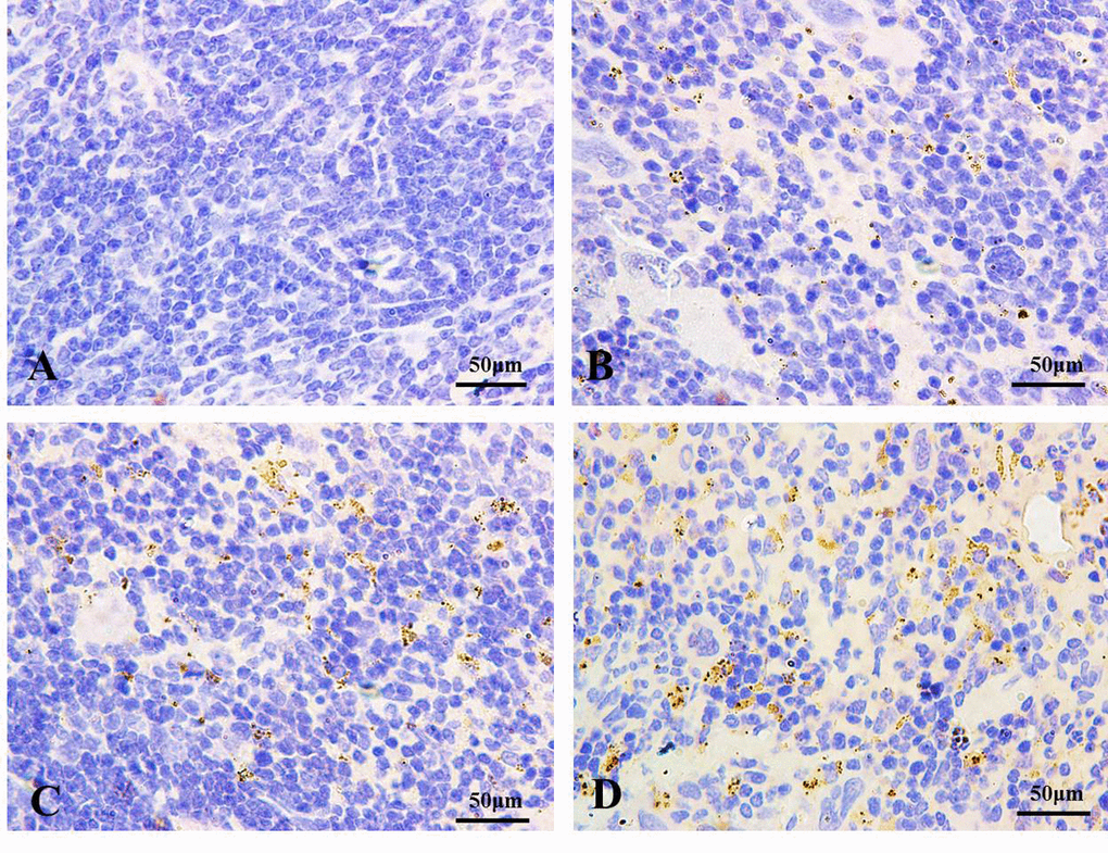 The autophagy marker LC3 detection by immunohistochemistry (IHC) at 21 days of the experiment (100X). The brown punctate staining represents LC3 expression. (A) Control group; (B) 12 mg/kg group; (C) 24 mg/kg group; (D) 48 mg/kg group.