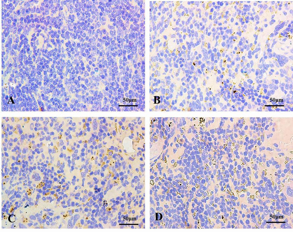 The autophagy marker LC3 detection by immunohistochemistry (IHC) at 42 days of the experiment (100X). The brown punctate staining represents LC3 expression. (A) Control group; (B) 12 mg/kg group; (C) 24 mg/kg group; (D) 48 mg/kg group.