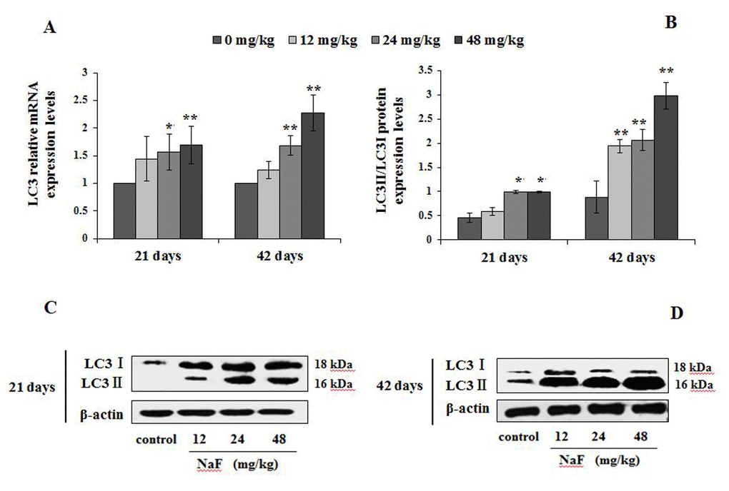 Changes of mRNA and protein expression levels of LC3 in the spleen at 21 and 42 days of the experiment. (A) The relative mRNA expression levels. (B) The ratio of LC3II/LC3I protein expression. (C, D) The western blot assay. Data are presented with the mean + standard deviation (n=8), *p p 