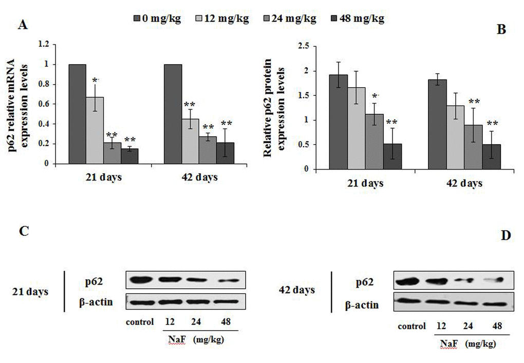 Changes of mRNA and protein expression levels of p62 in the spleen at 21 and 42 days of the experiment. (A) The relative mRNA expression levels. (B) The relative protein expression levels. (C, D) The western blot assay. Data are presented with the mean + standard deviation (n=8), *p p 