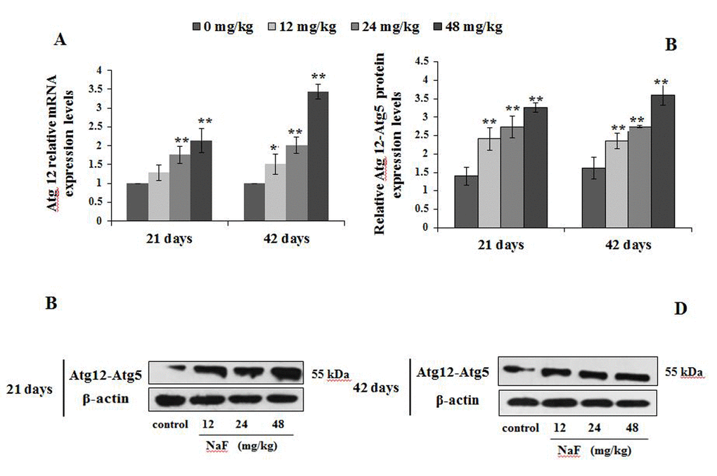 Changes of mRNA and protein expression levels of Atg12 in the spleen at 21 and 42 days of the experiment. (A) The relative mRNA expression levels. (B) The relative protein expression levels of Atg12-Atg5. (C, D) The western blot assay of Atg12-Atg5. Data are presented with the mean + standard deviation (n=8), *p p 