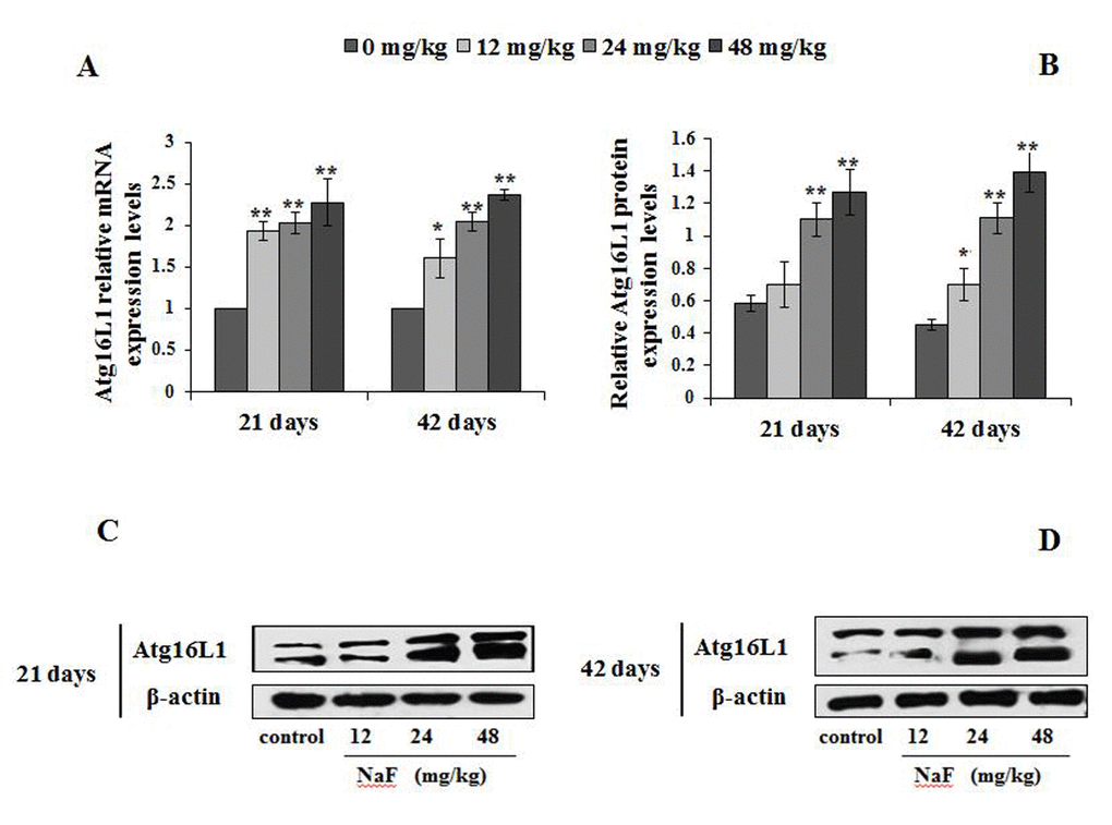 Changes of mRNA and protein expression levels of Atg16L1 in the spleen at 21 and 42 days of the experiment. (A) The relative mRNA expression levels. (B) The relative protein expression levels. (C, D) The western blot assay. Data are presented with the mean + standard deviation (n=8), *p p 