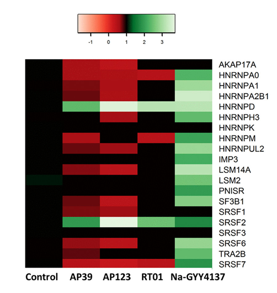 H2S donor treatments affect splicing factor transcript expression. The change in splicing factor mRNA levels in response to 24hr treatment with H2S donors are given ; Na-GYY4137 at 100 µg/ml, AP39, AP123, RT01 at 10 ng/ml. Green indicates up-regulated genes, red denotes down-regulated genes. The colour scale refers to fold-change in expression. Only statistically significant changes are presented in the heat map.