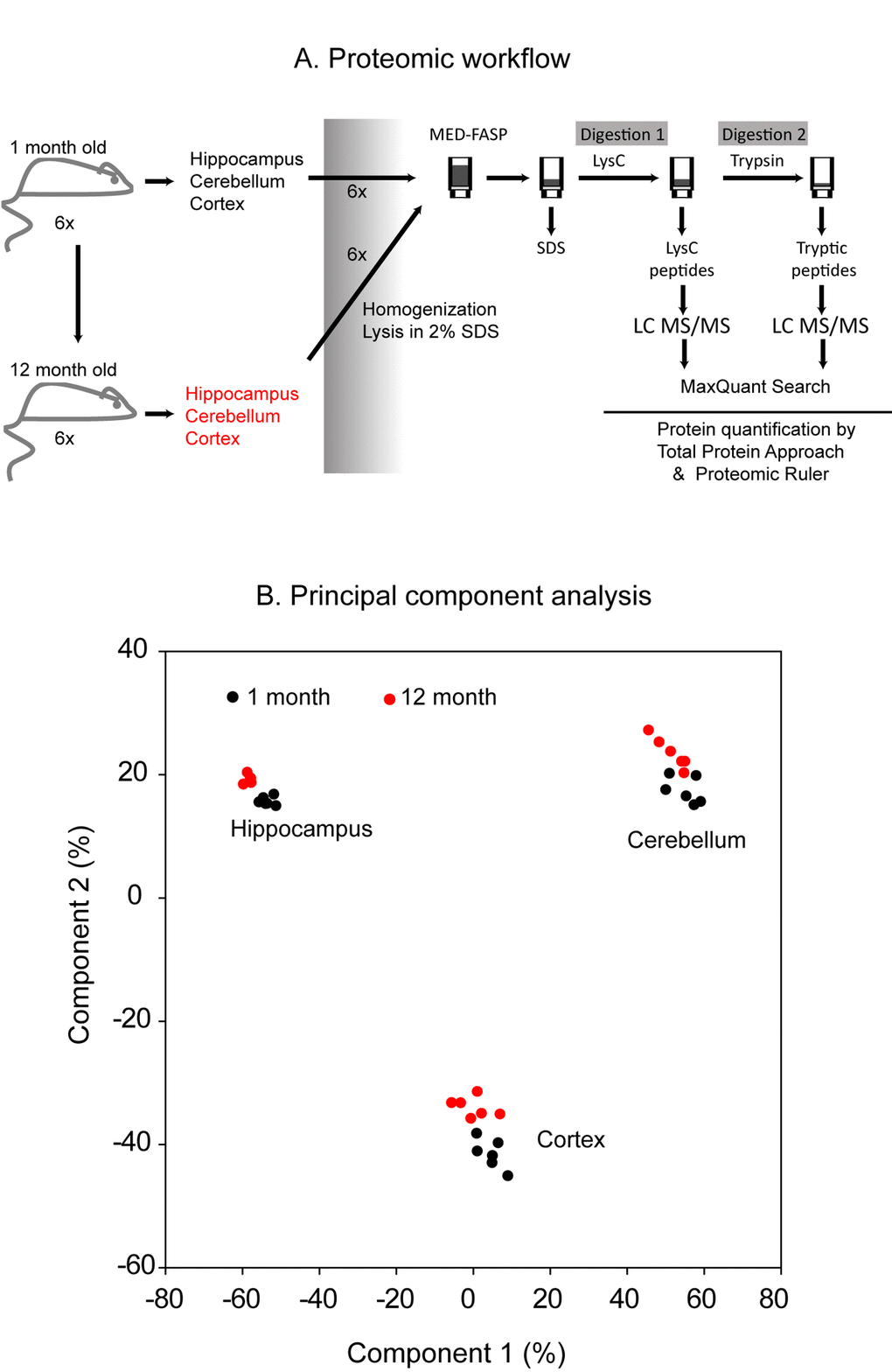 Proteomic workflow. Cerebellum, cortex and hippocampus were isolated from 1 month- and 1 year-old mice. Six animals were used to analysis at each age. The tissues were homogenized and lysed in a buffer containing 2% SDS. The lysates were processed with the multiple enzyme digestion filter aided sample preparation (MED FASP) method using consecutive cleavage with LysC and trypsin. The protein digests were analyzed by LC-MS/MS and the spectra were processed with MaxQuant software. Specific protein concentrations (mol/g total protein) were obtained by the ‘Total Protein Approach’ and protein copy numbers were assessed using the ‘Proteomic Ruler’ method (A). Principal component analysis based on the protein concentration values. Only proteins with at least 2 peptides were considered (B).