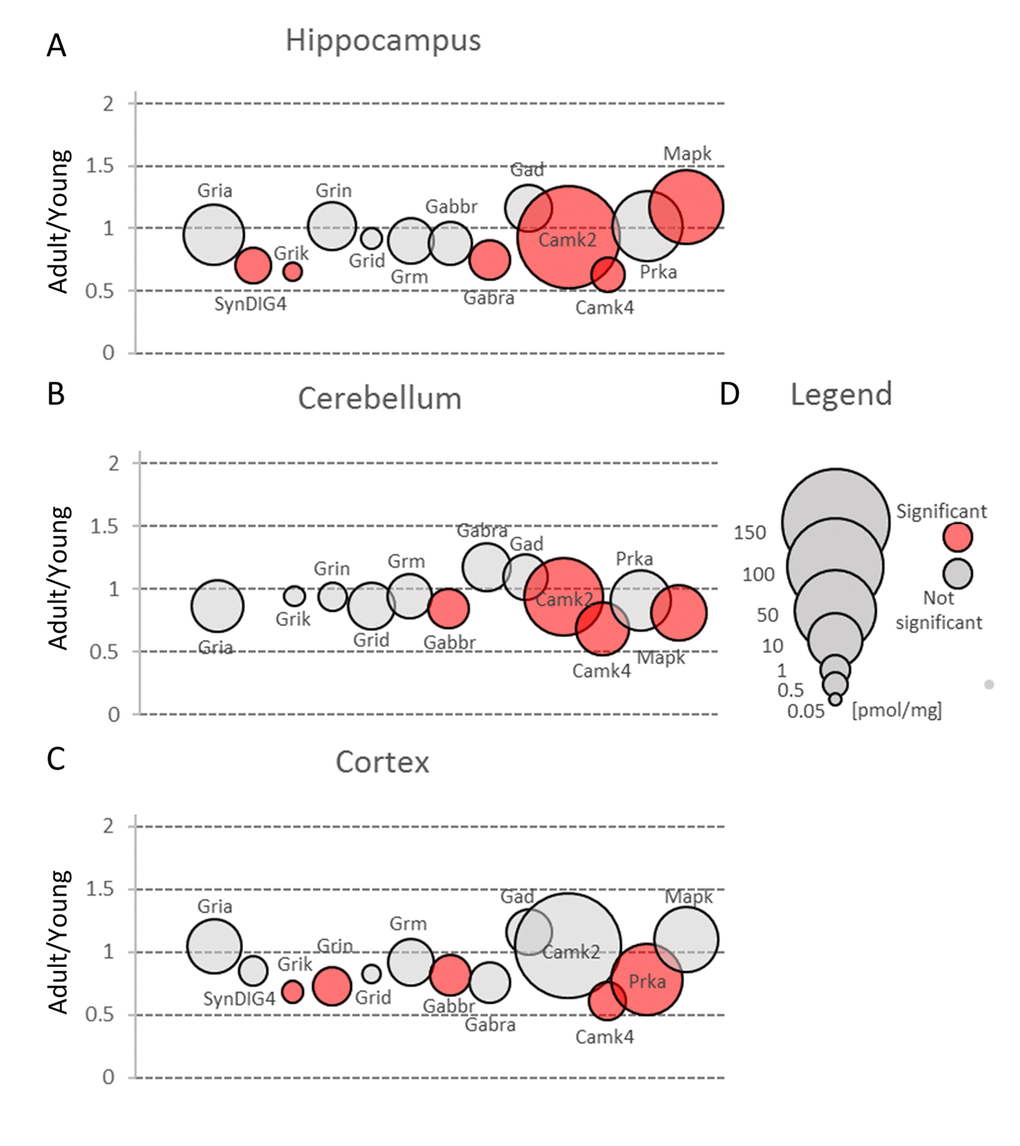 Changes in protein families involved in main mechanisms of neuronal plasticity upon aging. Plots show ratios of protein concentrations in adult vs young brain structures: hippocampus (A), cerebellum (B) and cortex (C). The size of bubbles is proportional to the average protein concentration in respective young animals brain structures. Statistically significant differences are shown as the red filled circles.