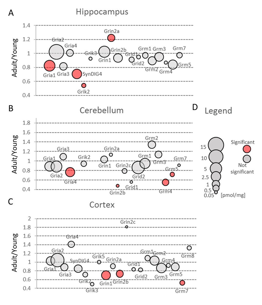 Changes in expression of proteins involved in glutamatergic transmission upon aging. Plots show ratios of protein concentrations in adult vs young brain structures: hippocampus (A), cerebellum (B) and cortex (C). The size of bubbles is proportional to the average protein concentration in respective young animals brain structures. Statistically significant differences are shown as the red filled circles.